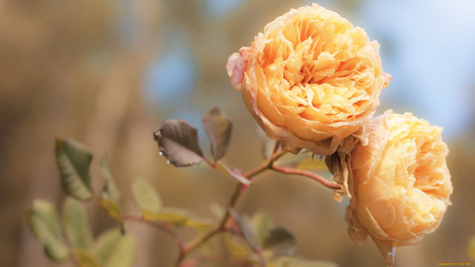 цветы, розы