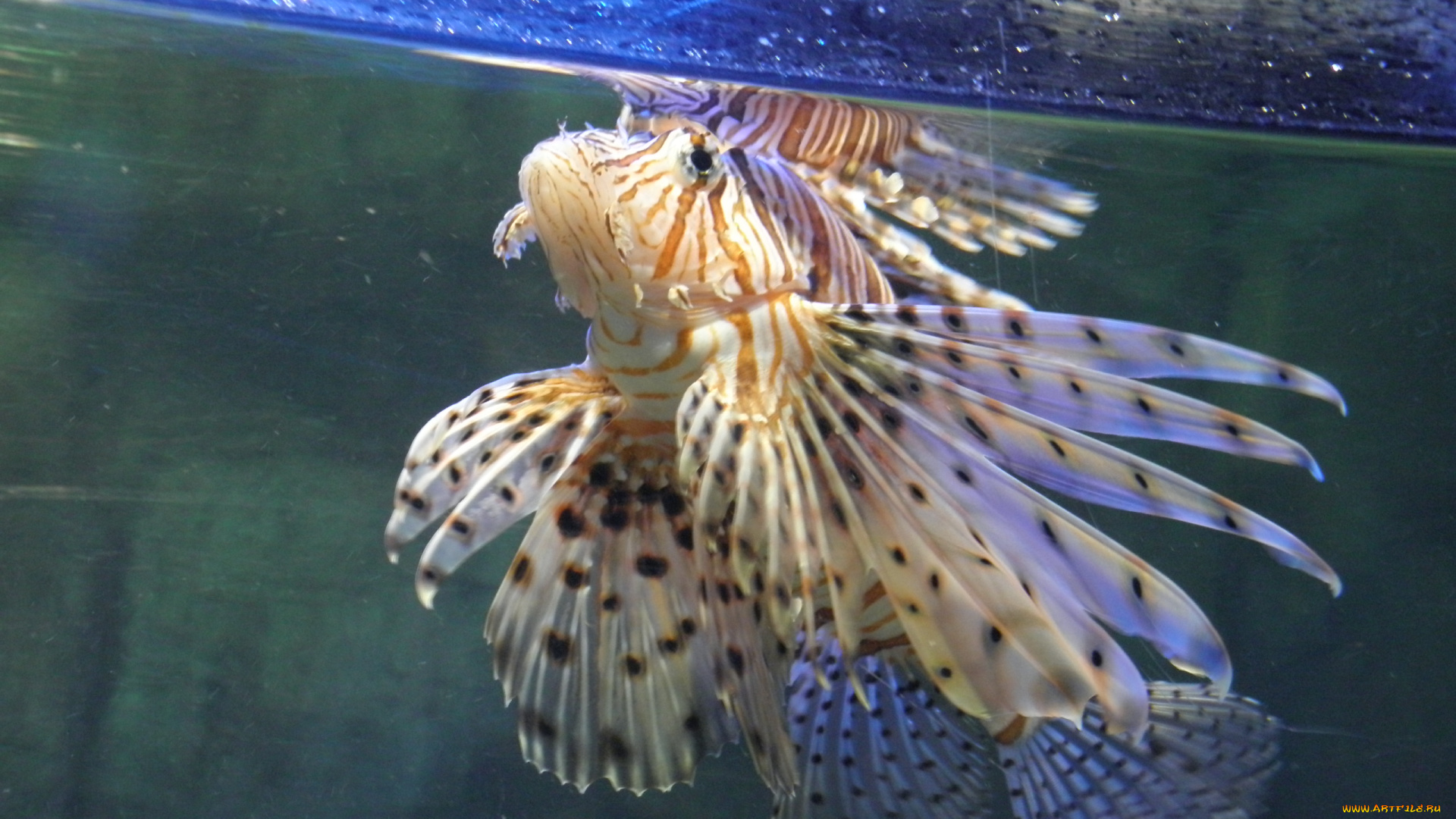 обитатели, моря, животные, рыбы