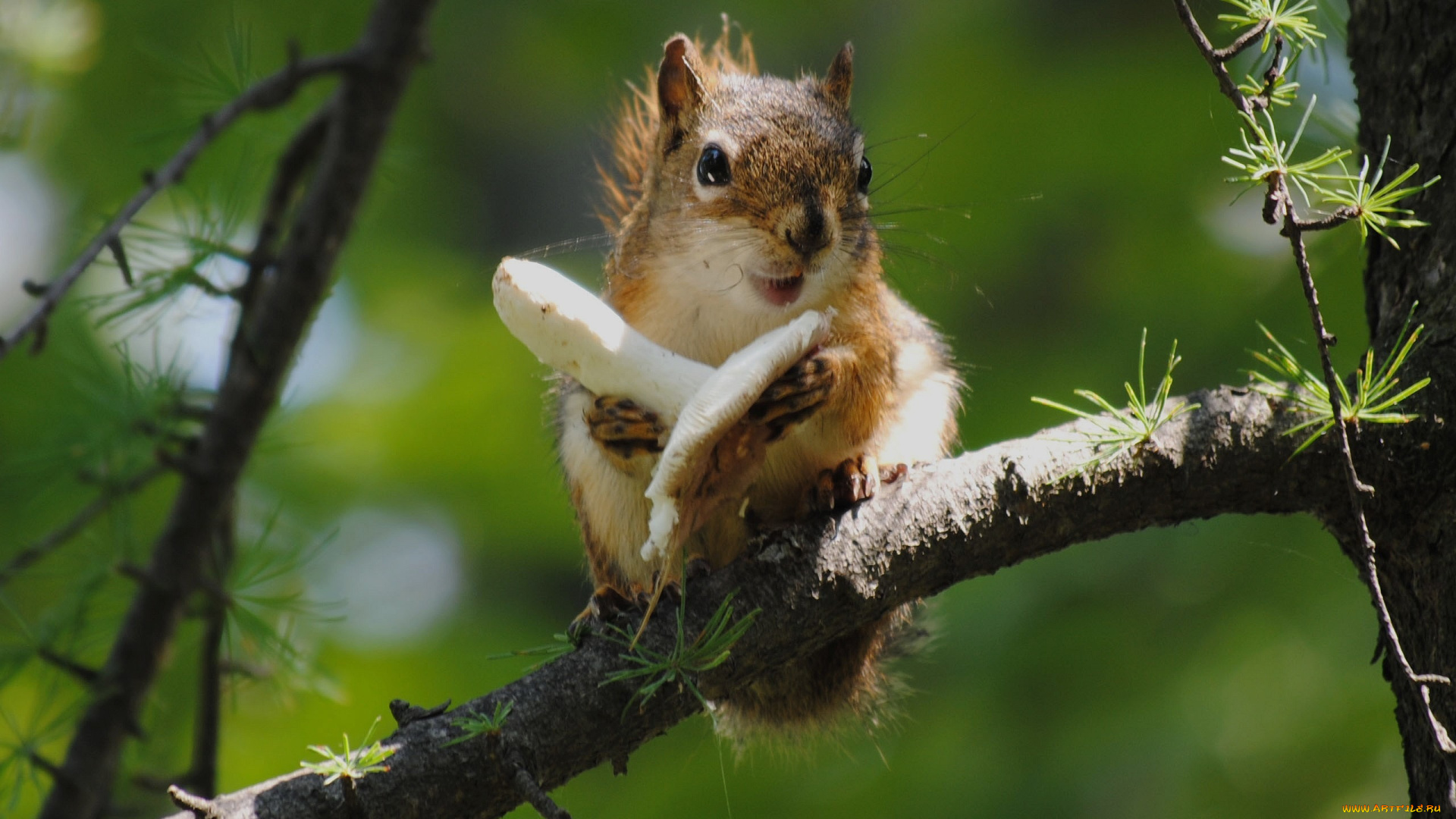 животные, белки
