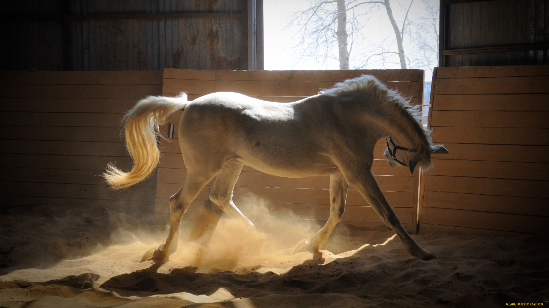 животные, лошади