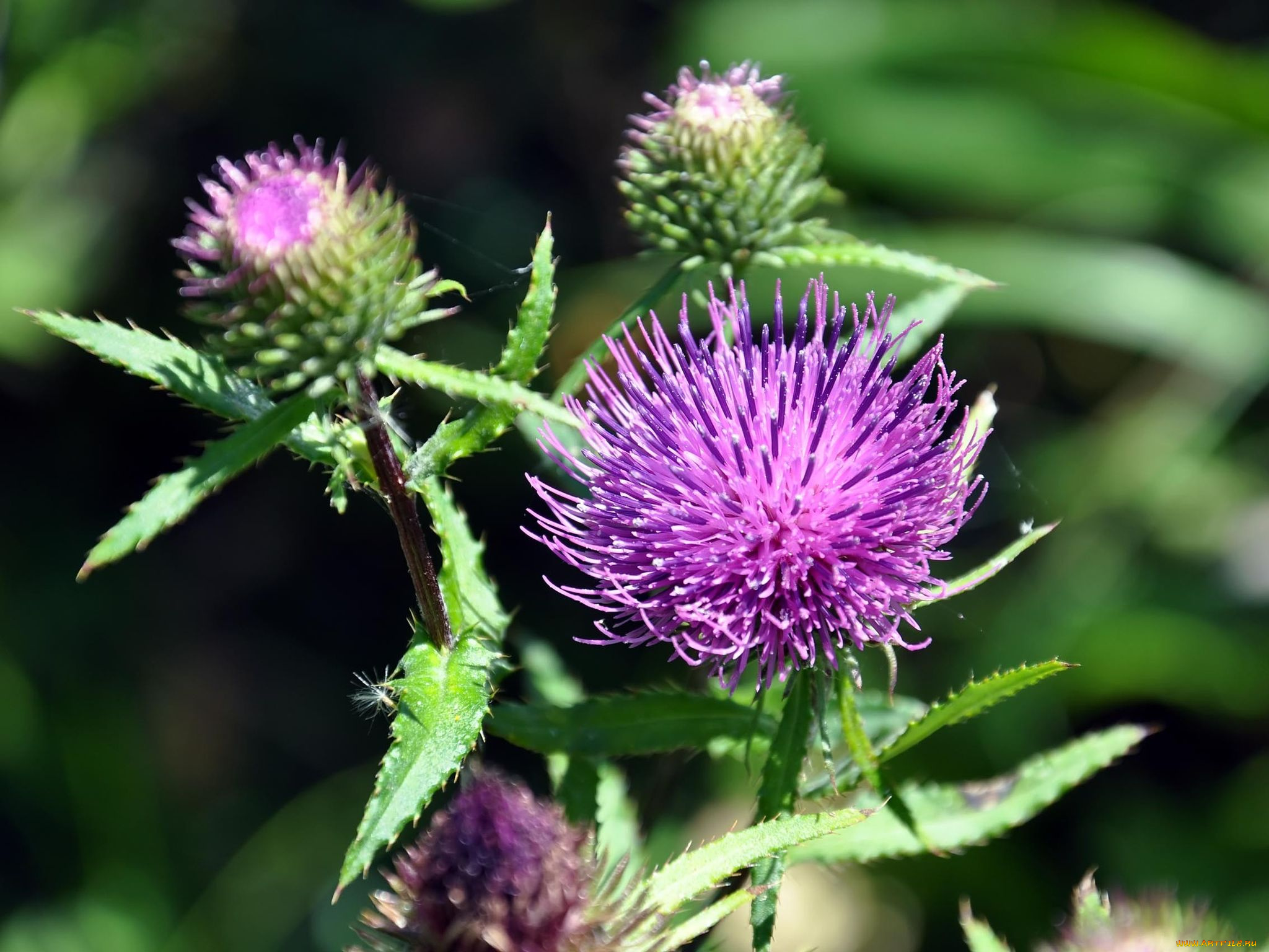 автор, виктор, алеветдинов, цветы, Чертополох, репейник