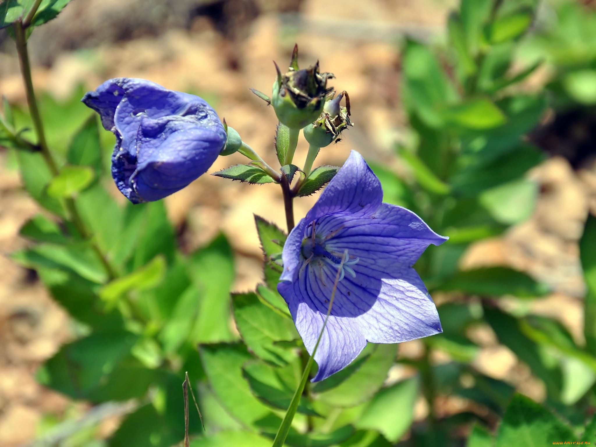 автор, виктор, алеветдинов, цветы, колокольчики