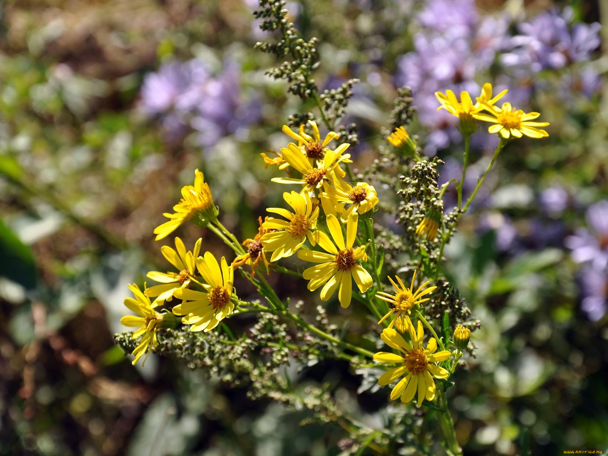 автор, виктор, алеветдинов, цветы, луговые, полевые