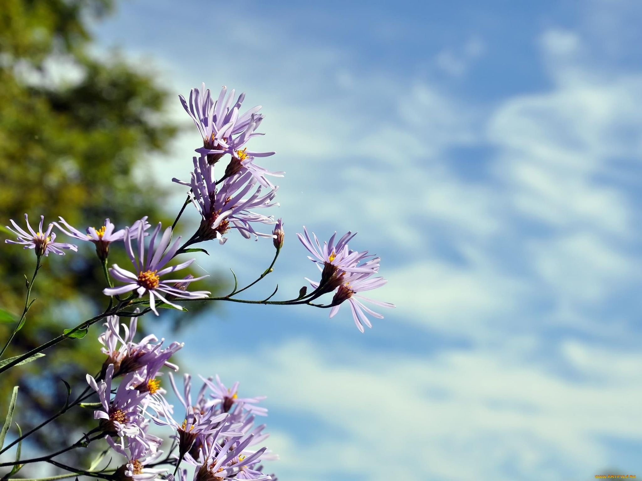 автор, виктор, алеветдинов, цветы, луговые, полевые