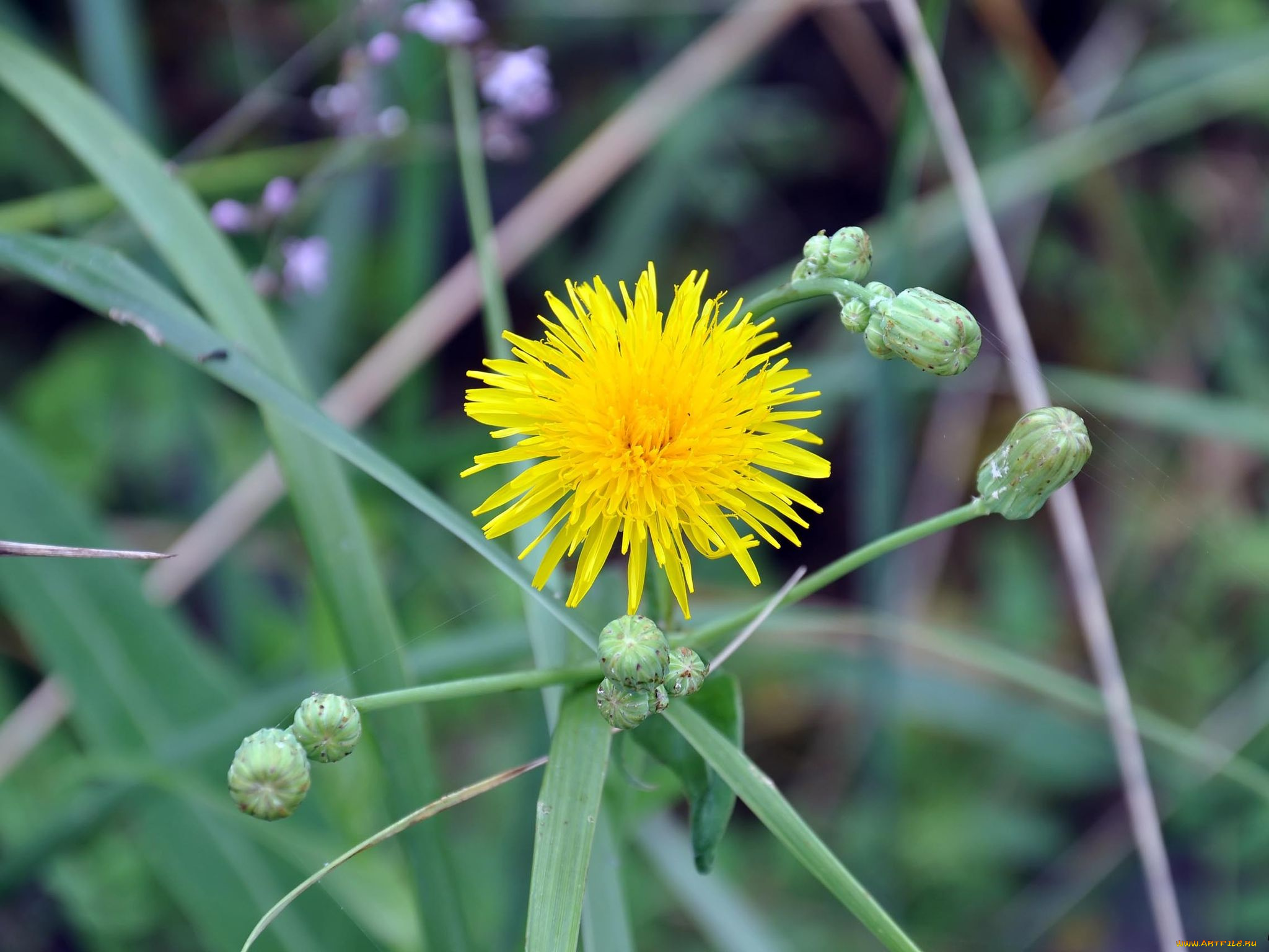 автор, виктор, алеветдинов, цветы, луговые, полевые
