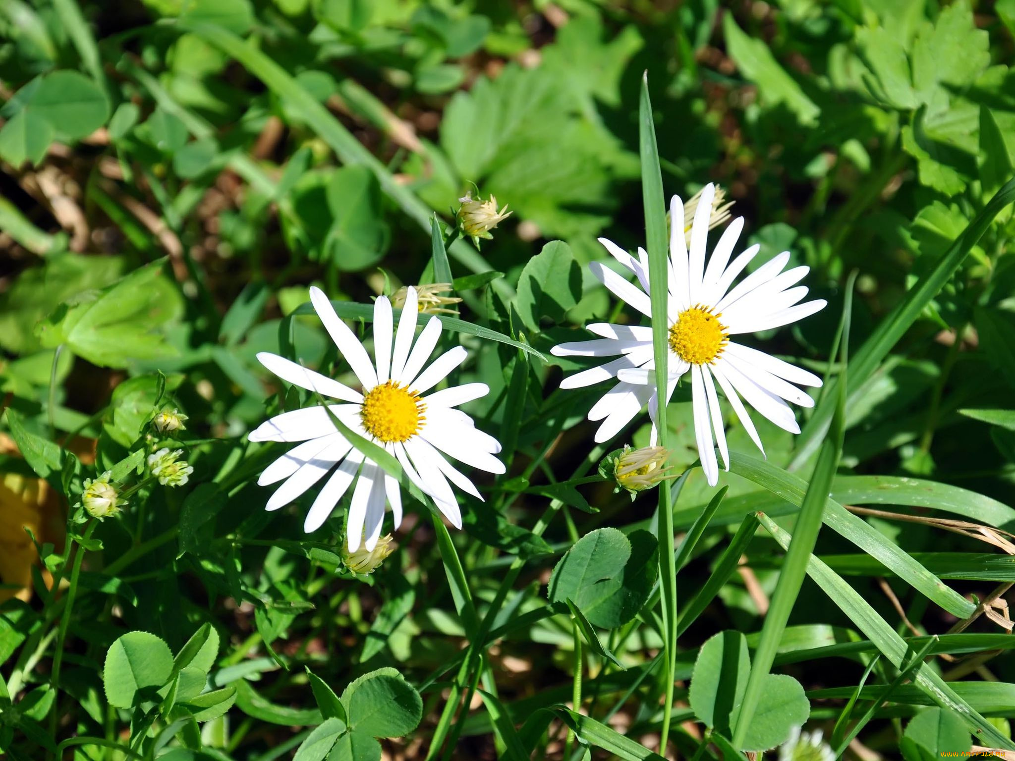 автор, виктор, алеветдинов, цветы, ромашки