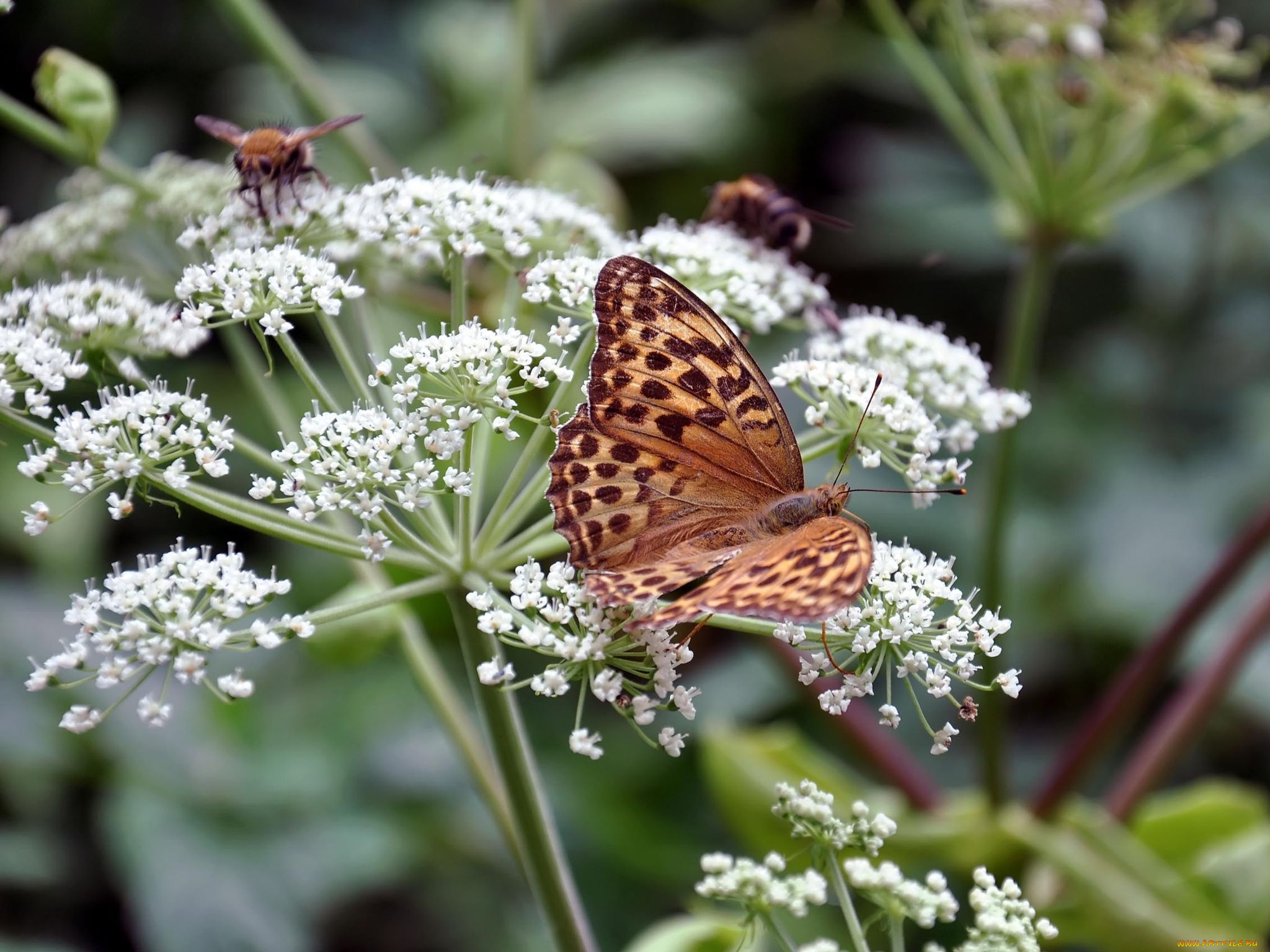 автор, виктор, алеветдинов, животные, бабочки