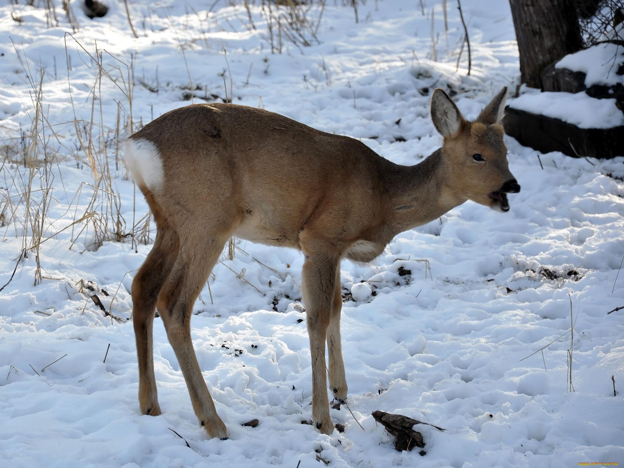 автор, виктор, алеветдинов, животные, олени
