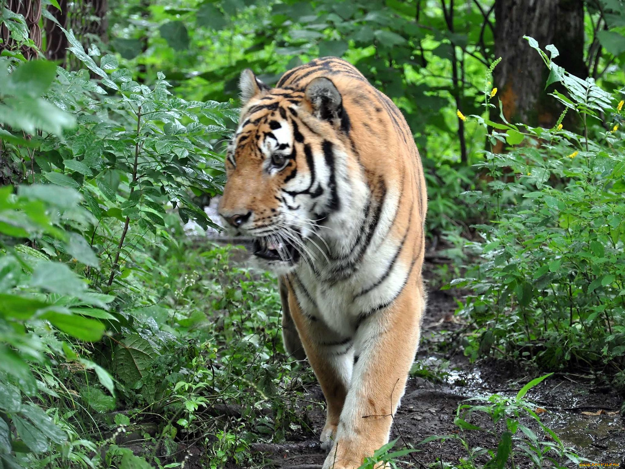 автор, виктор, алеветдинов, животные, тигры