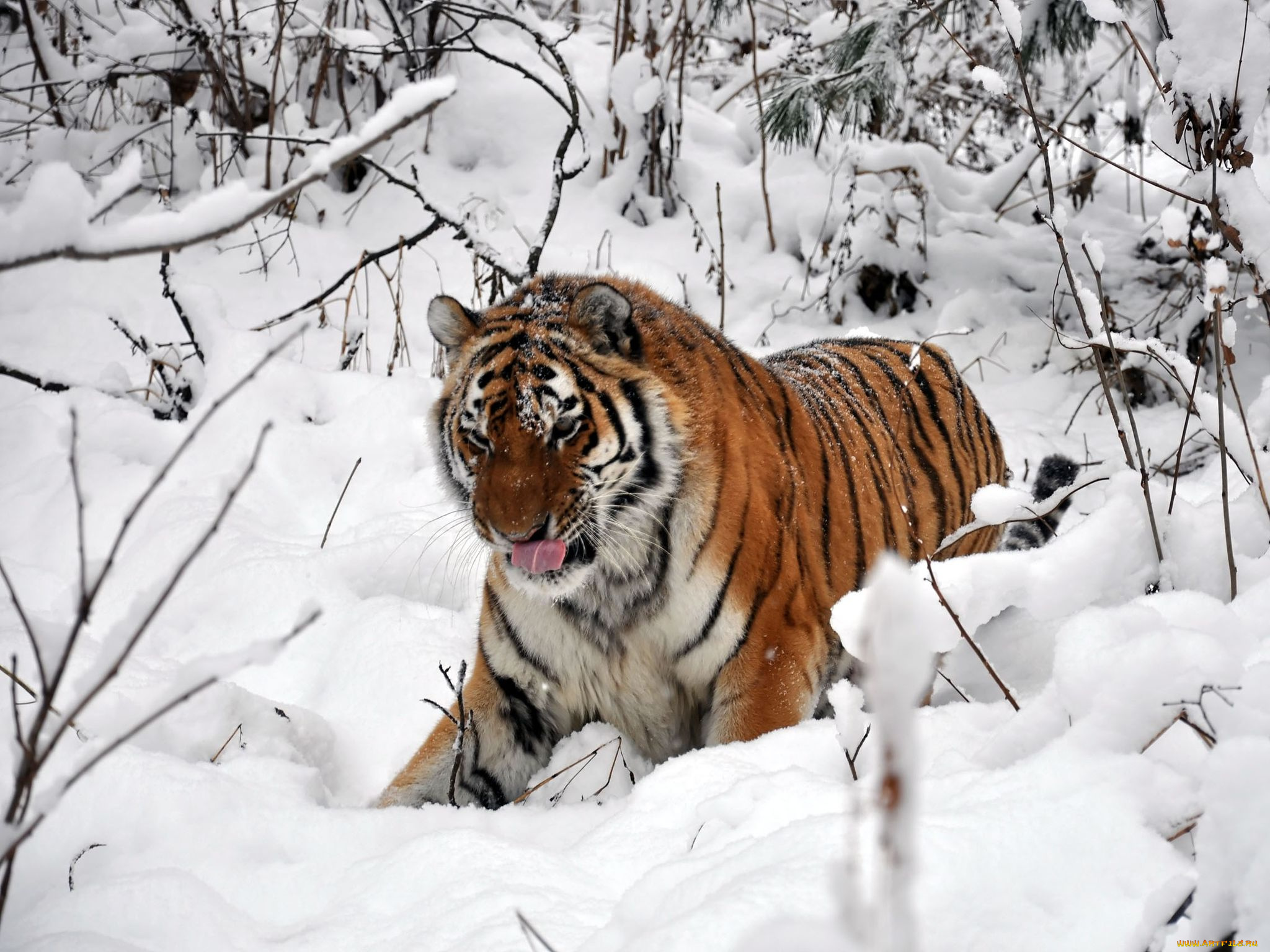 автор, виктор, алеветдинов, животные, тигры