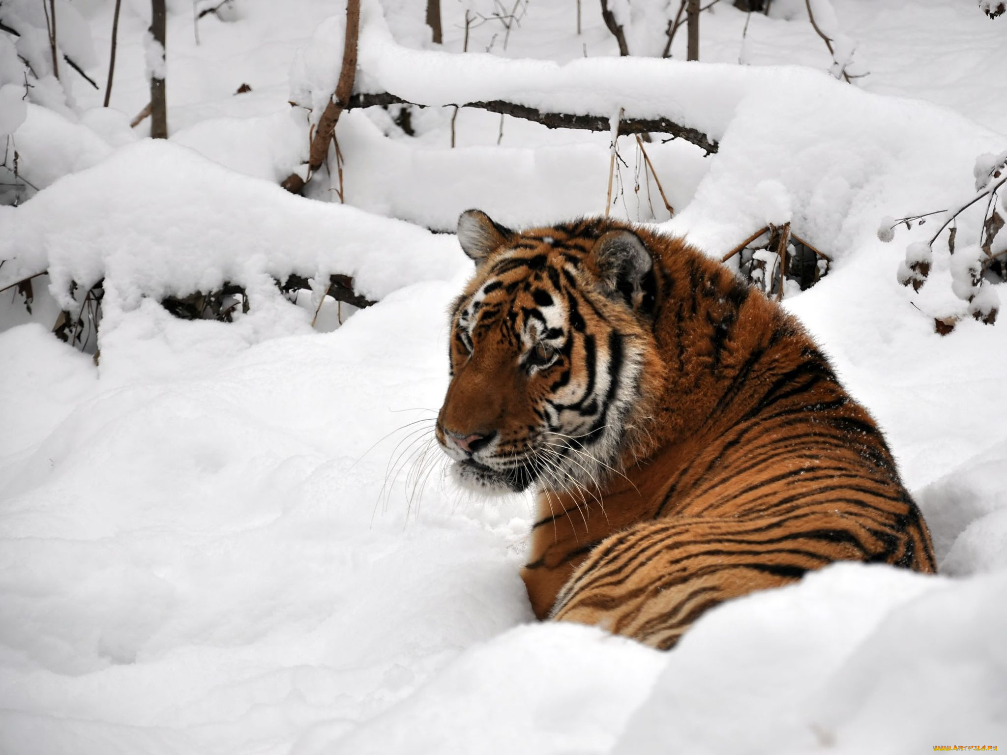 автор, виктор, алеветдинов, животные, тигры