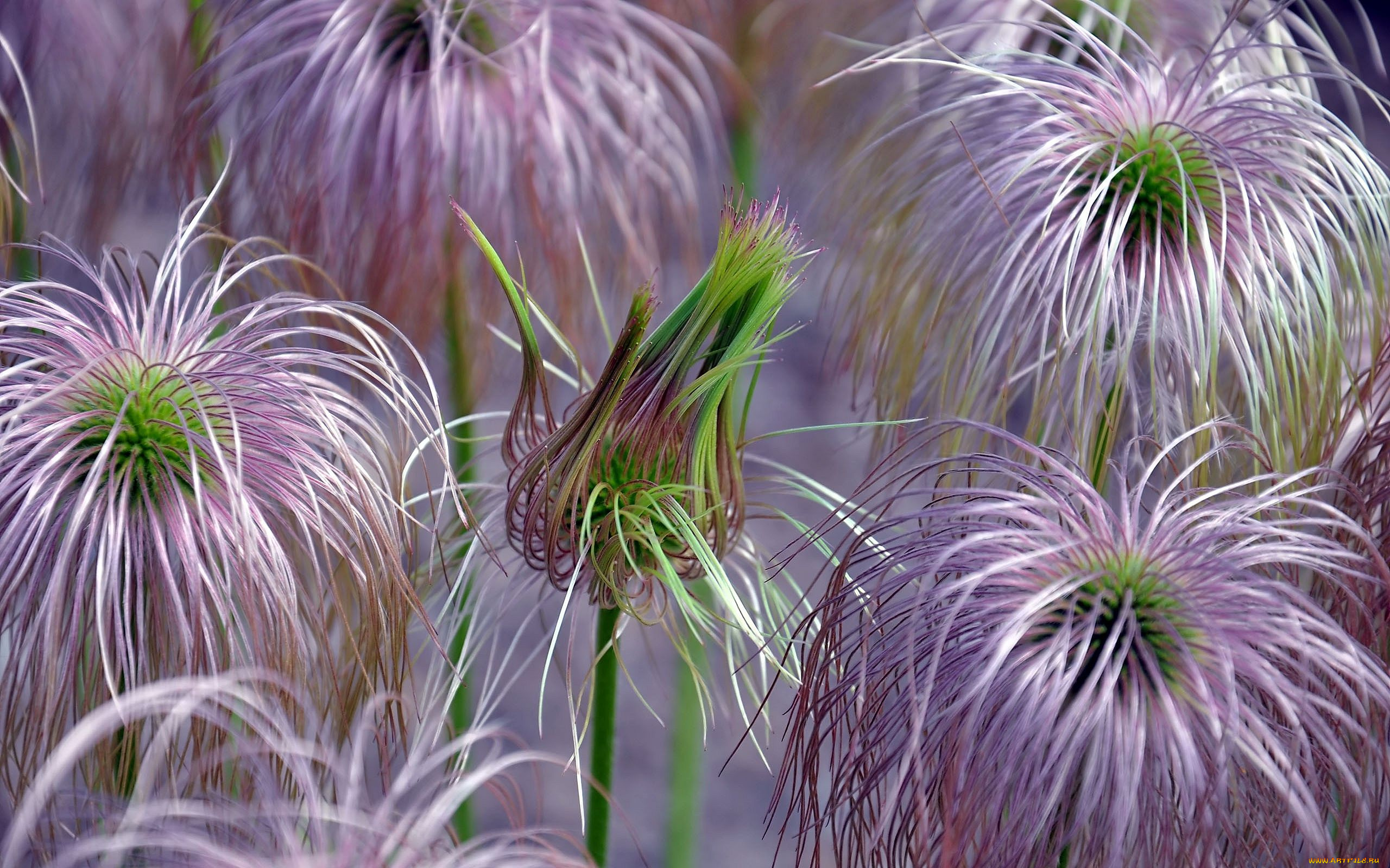 автор, виктор, алеветдинов, цветы