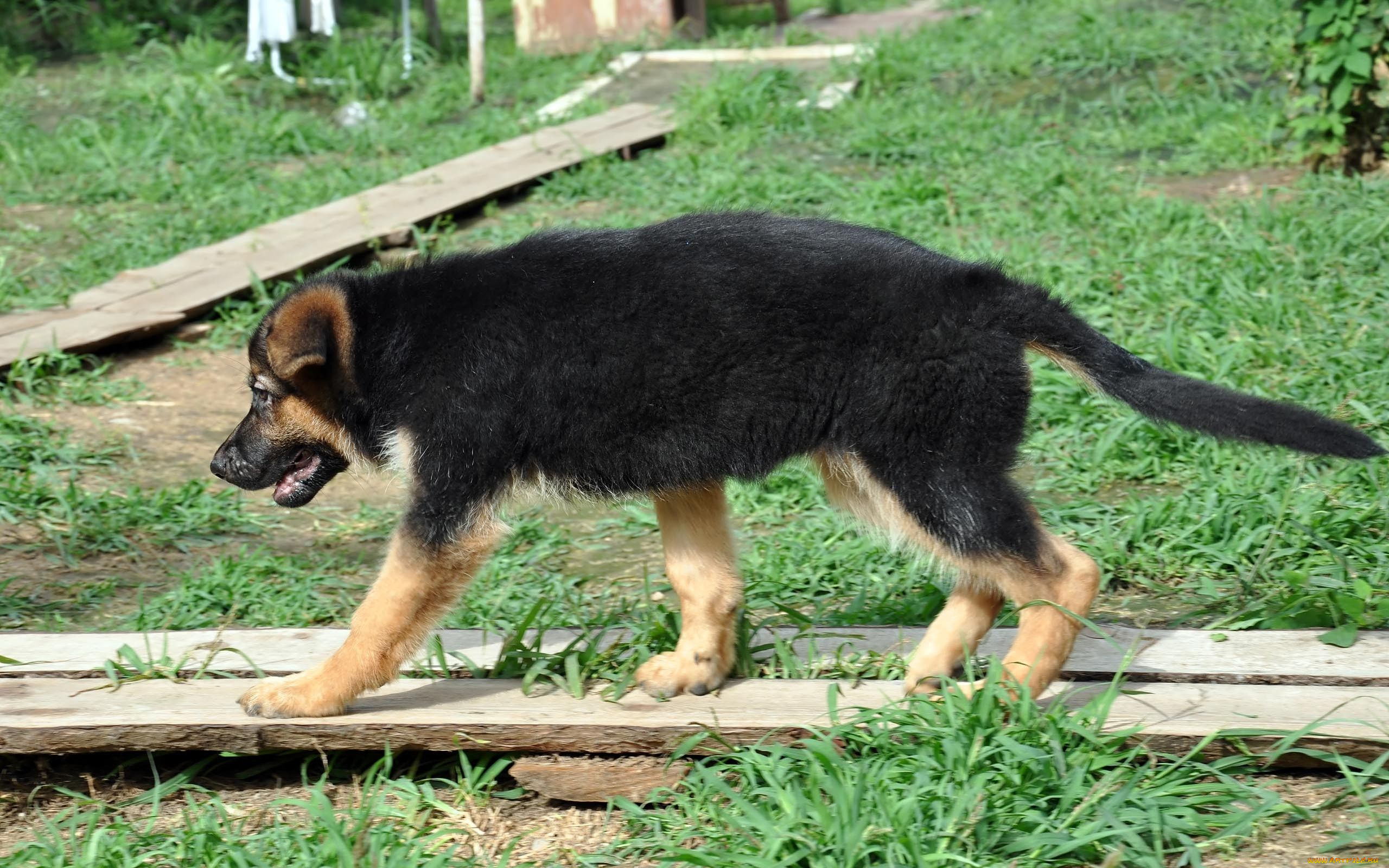 автор, виктор, алеветдинов, животные, собаки