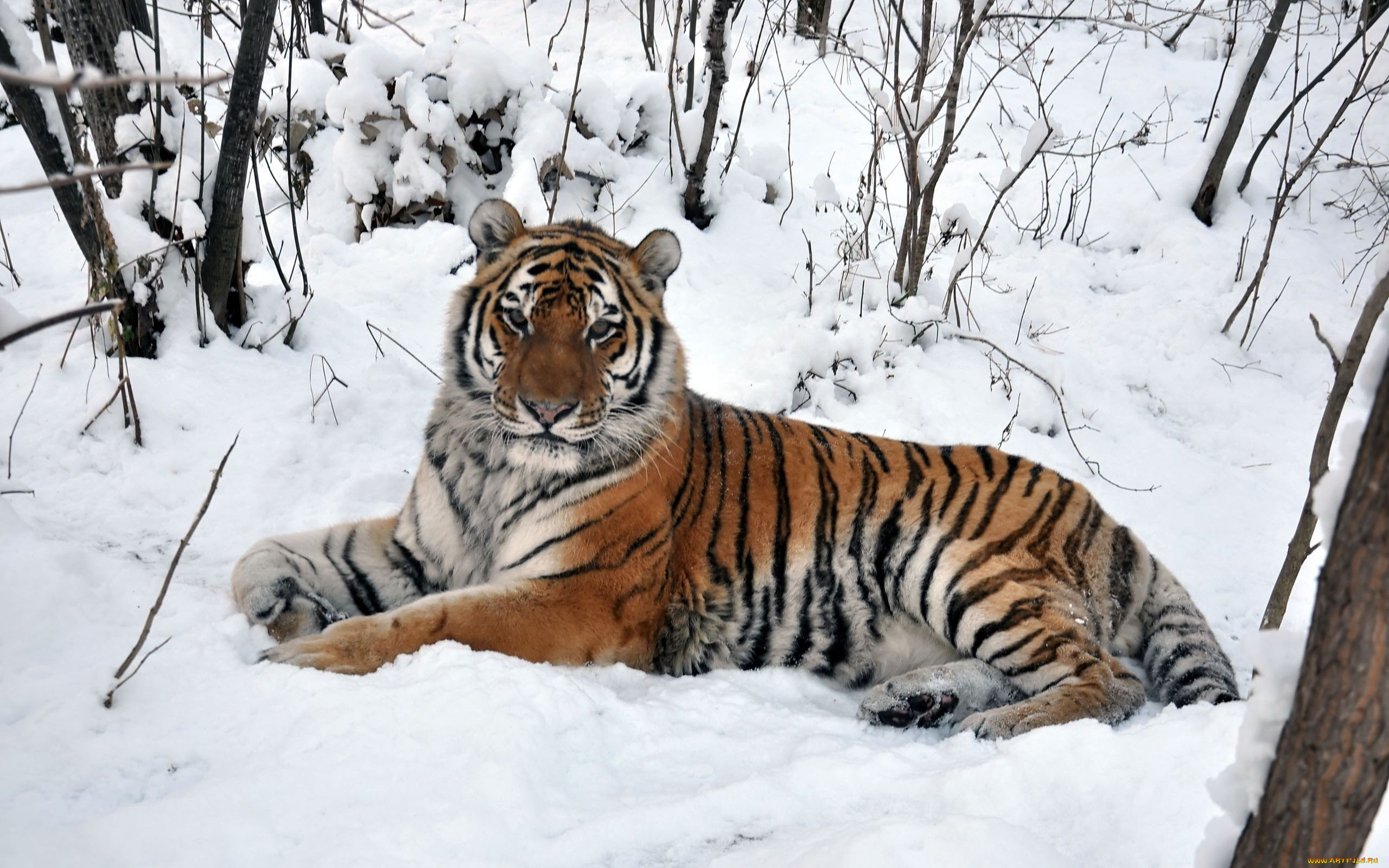 автор, виктор, алеветдинов, животные, тигры