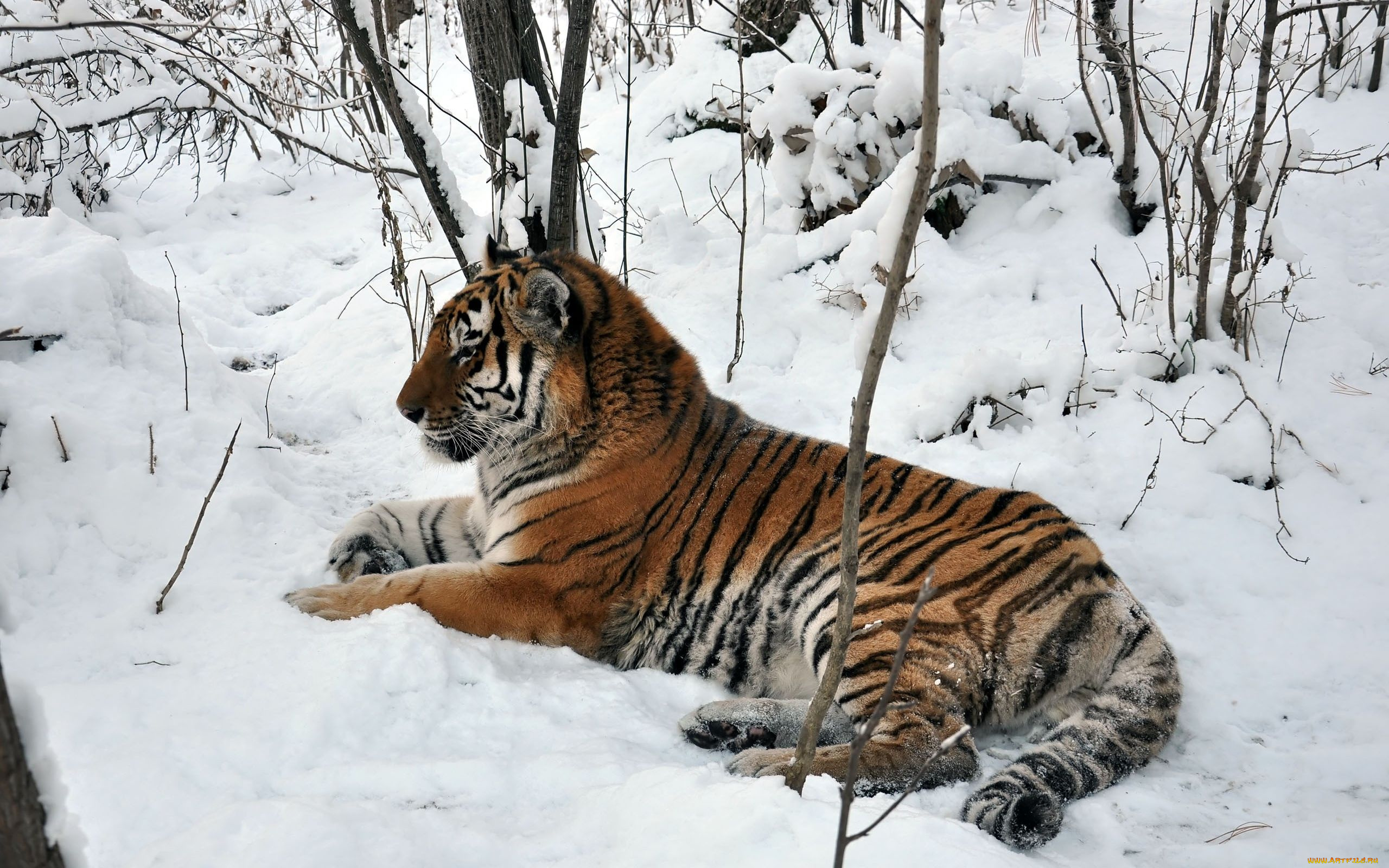 автор, виктор, алеветдинов, животные, тигры