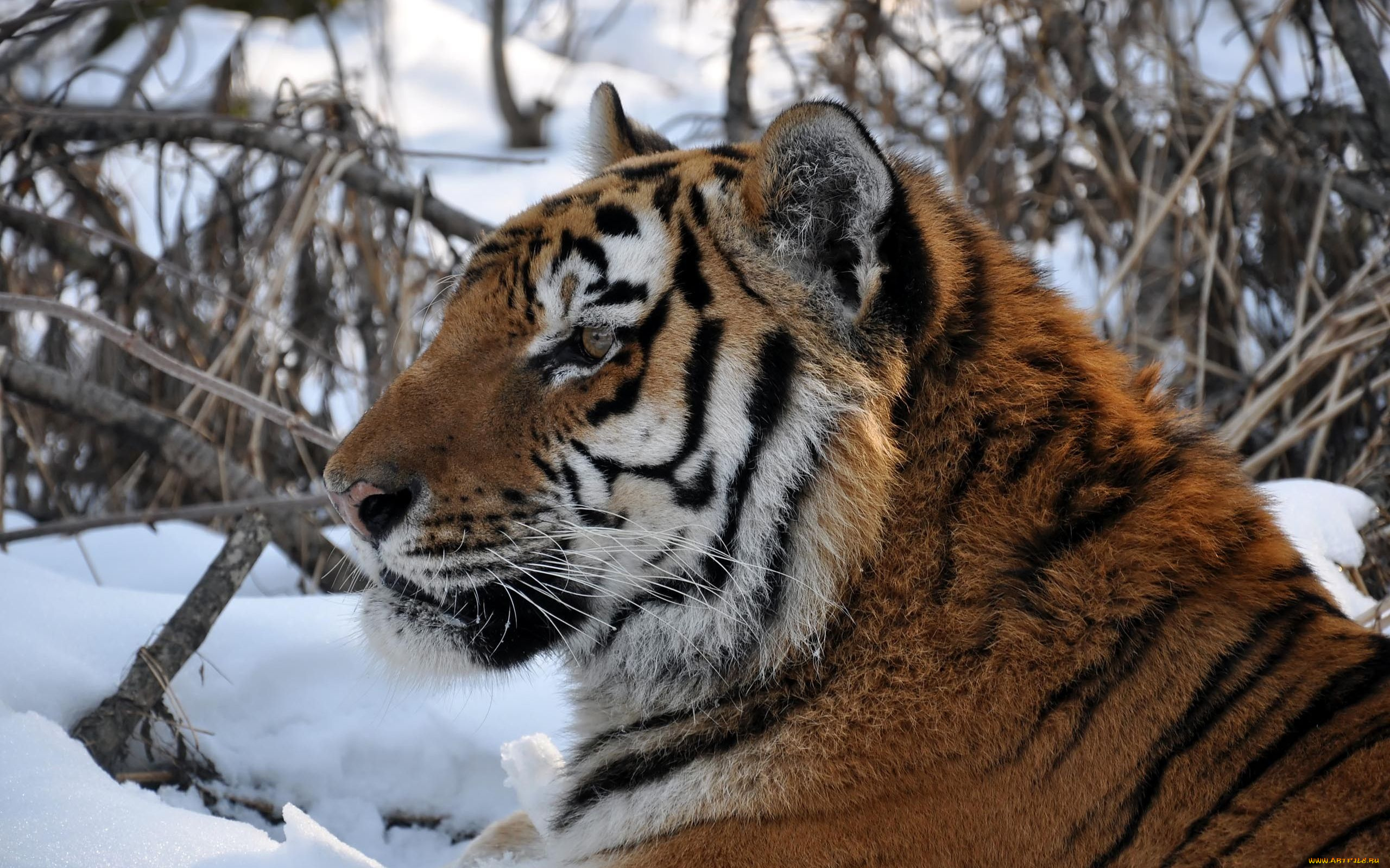 автор, виктор, алеветдинов, животные, тигры