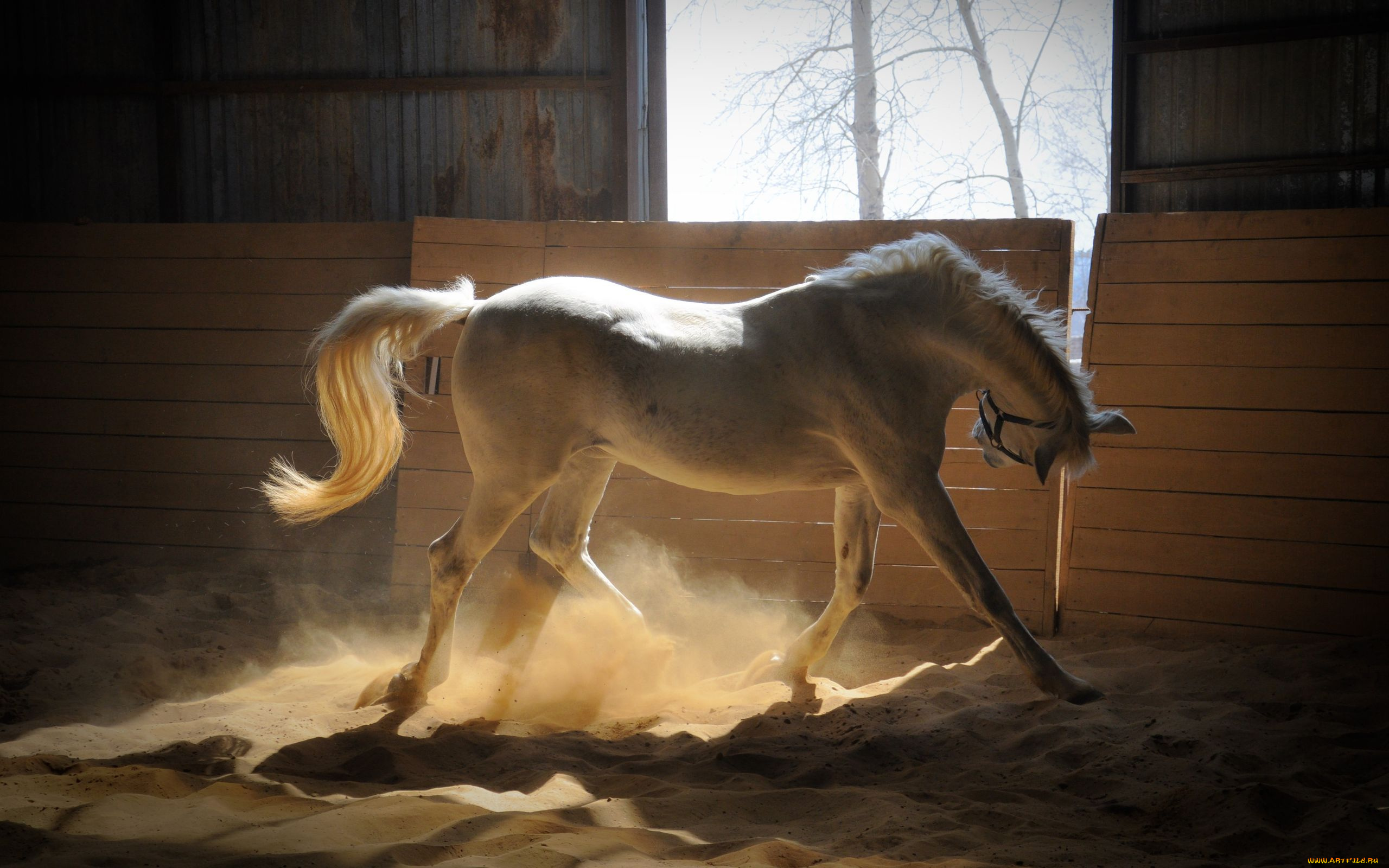 животные, лошади