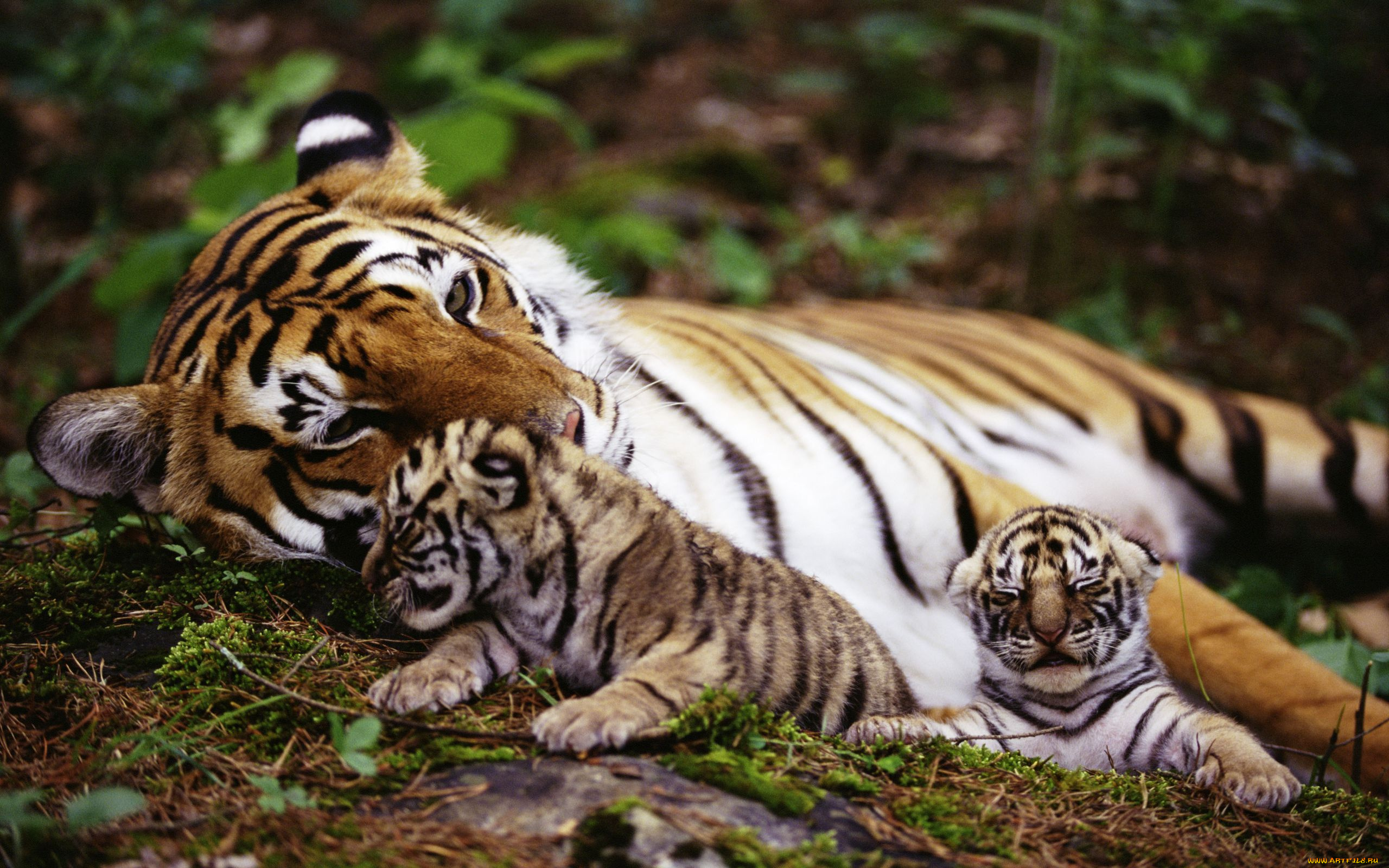 животные, тигры