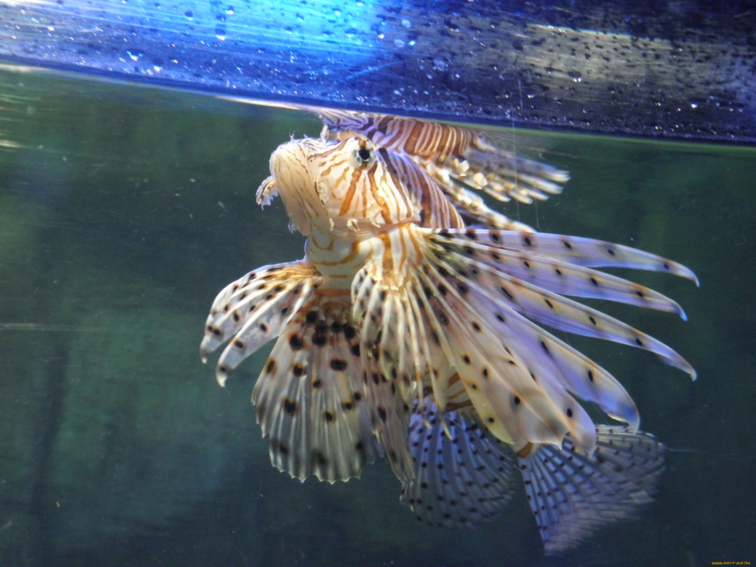 обитатели, моря, животные, рыбы