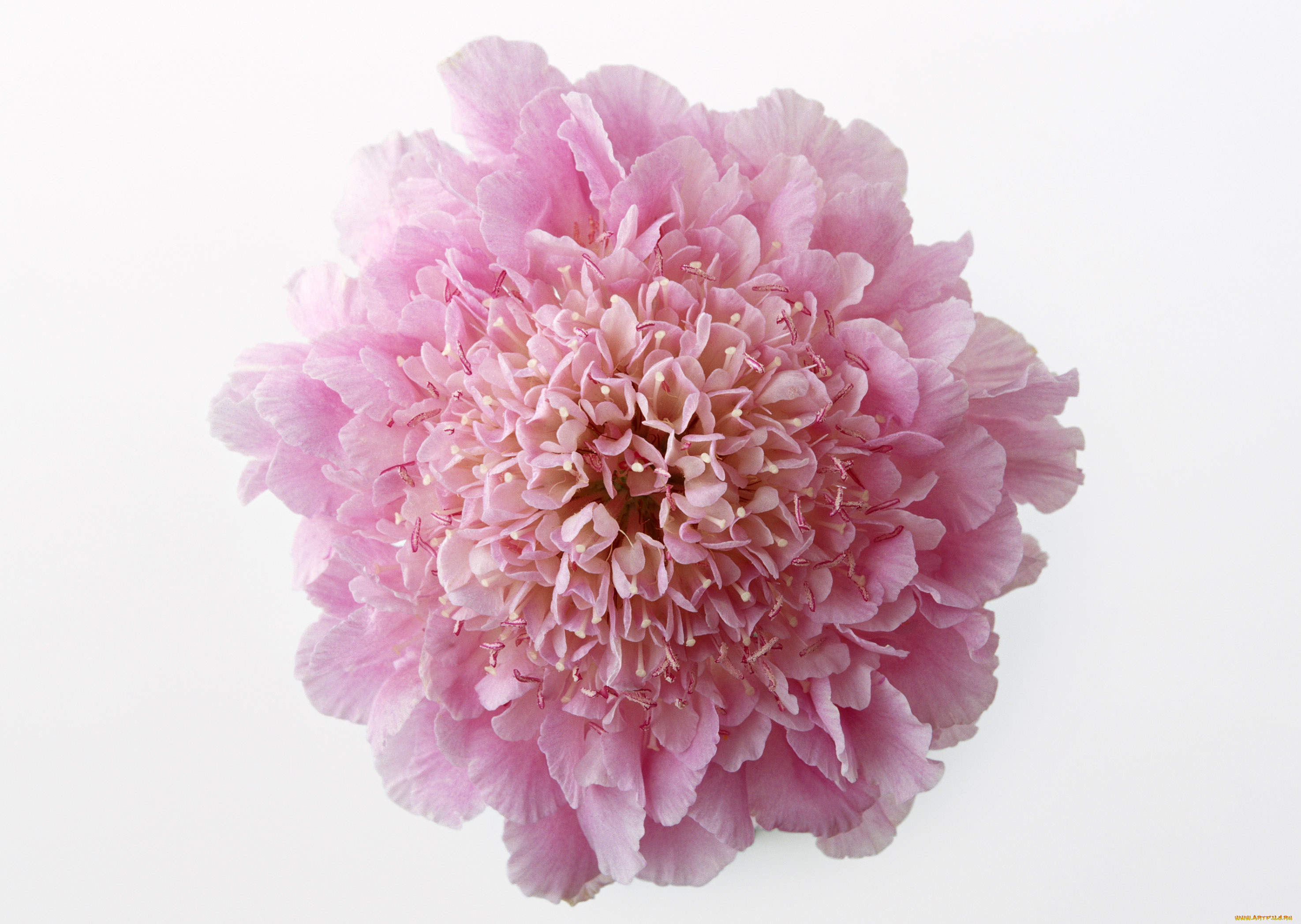 цветы, скабиоза