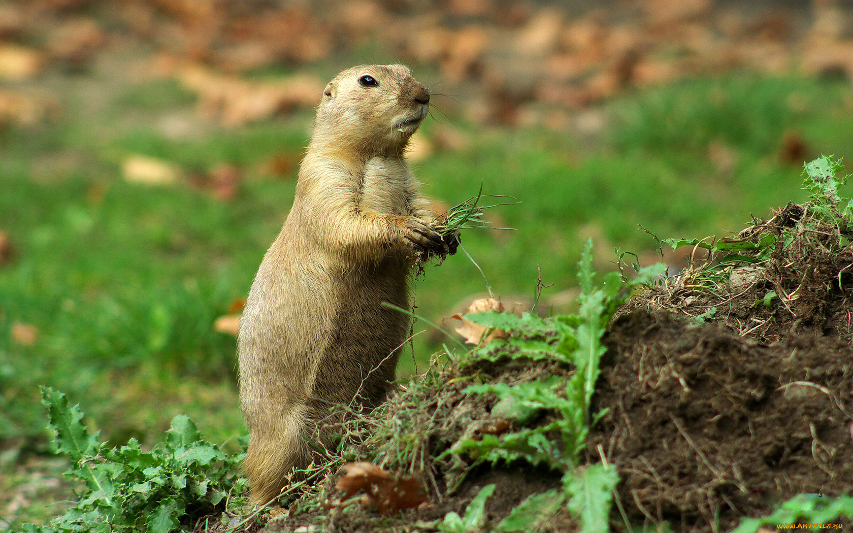 животные, суслики, сурки, настороже