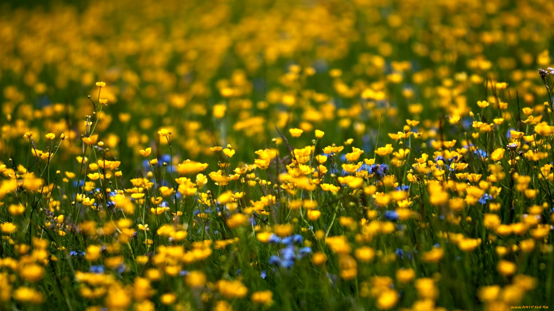 цветы, луговые, полевые, желтый, лютики