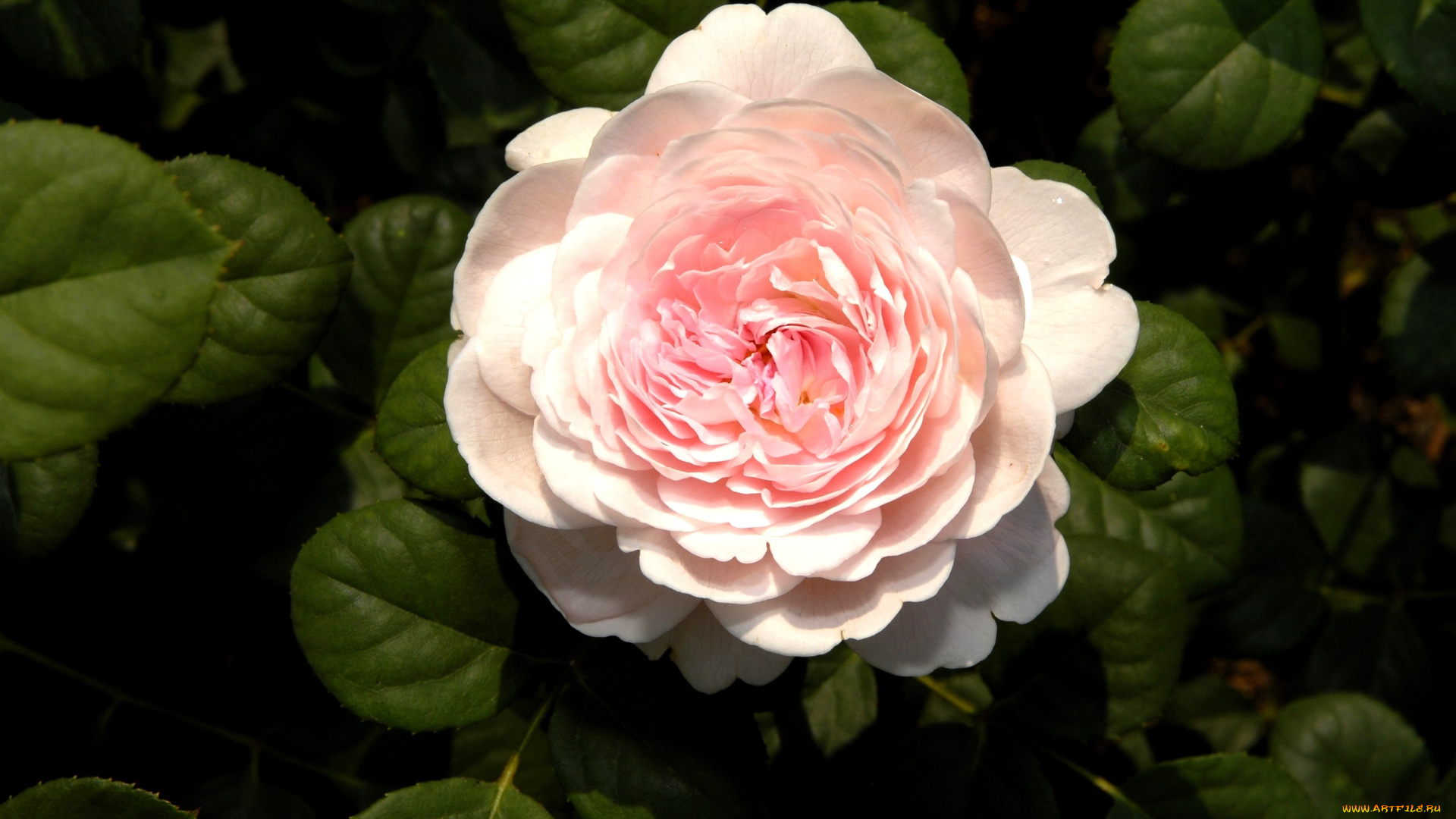 цветы, розы, бледно-розовый, круглый