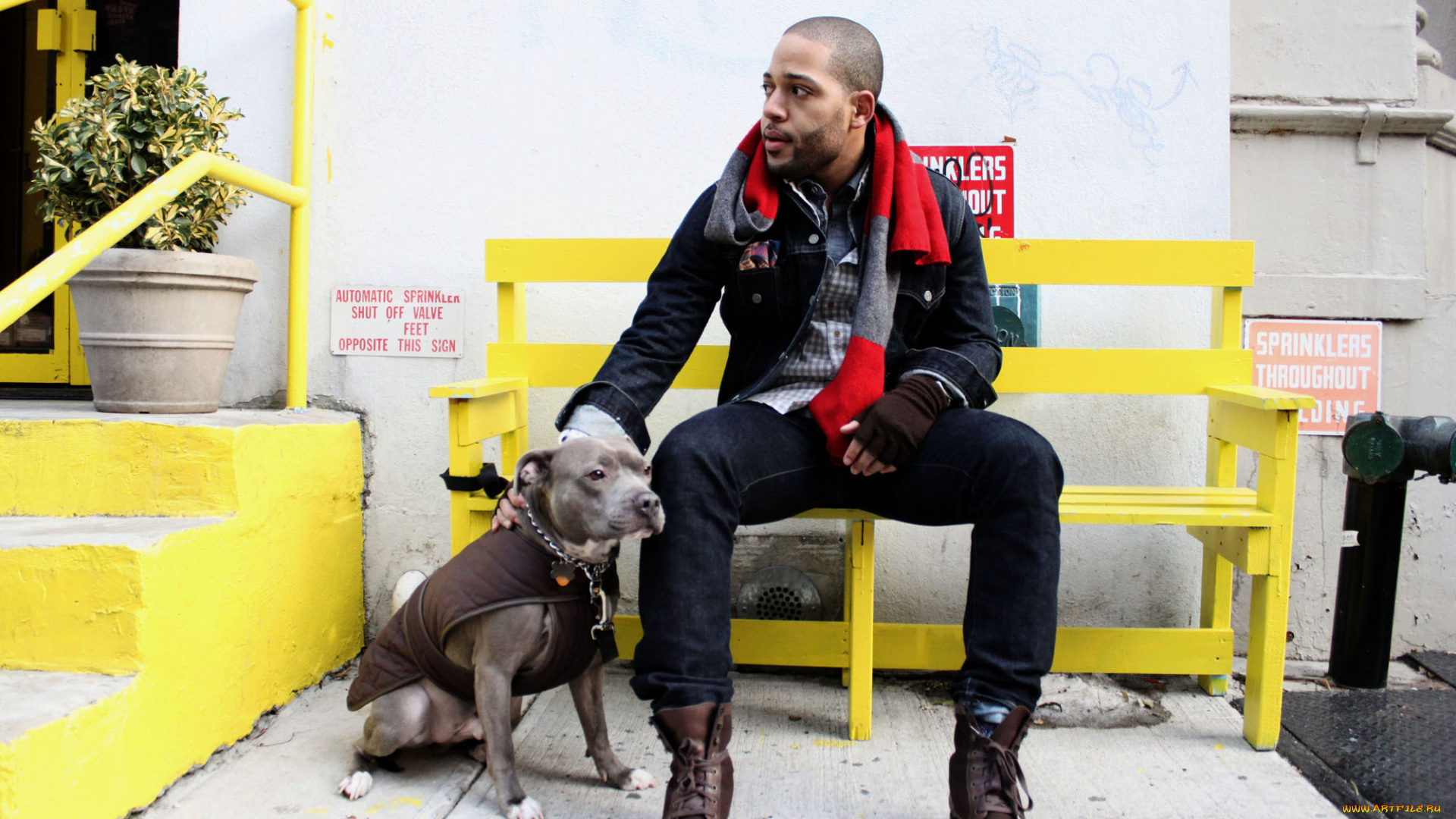 мужчины, unsort, амстафф