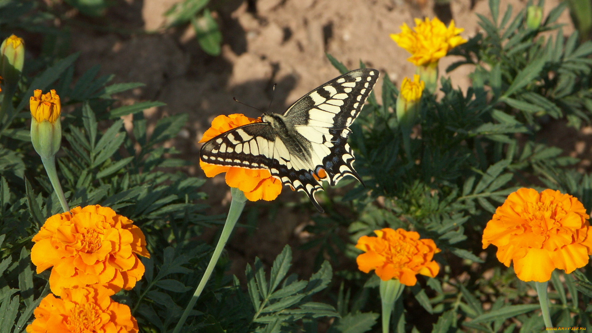 животные, бабочки, бархатцы, бабочка
