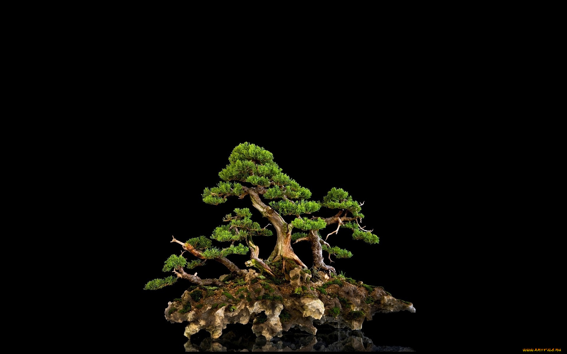 разное, компьютерный, дизайн, дерево