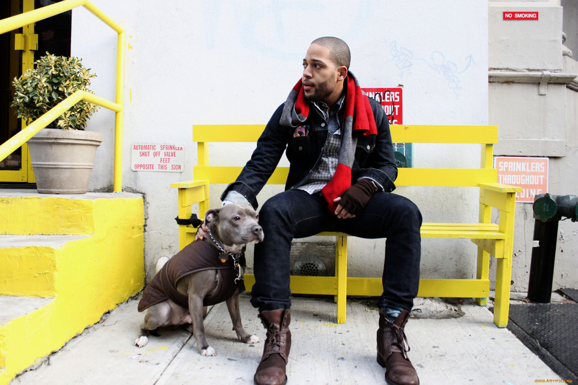 мужчины, unsort, амстафф