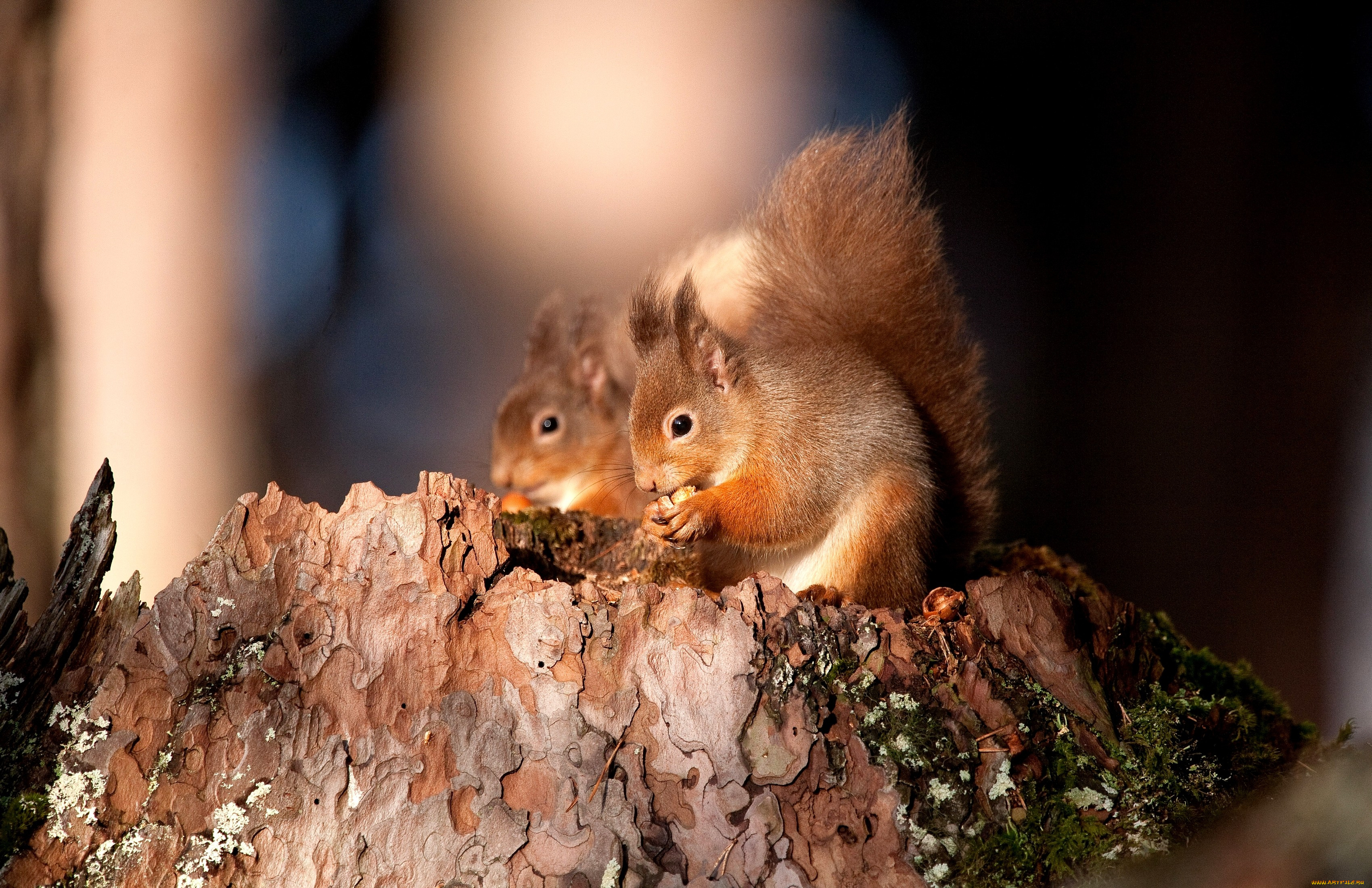 животные, белки, пень, хвост, рыжий