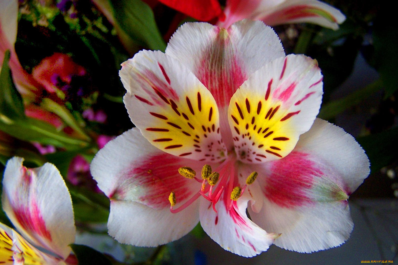 цветы, альстромерия