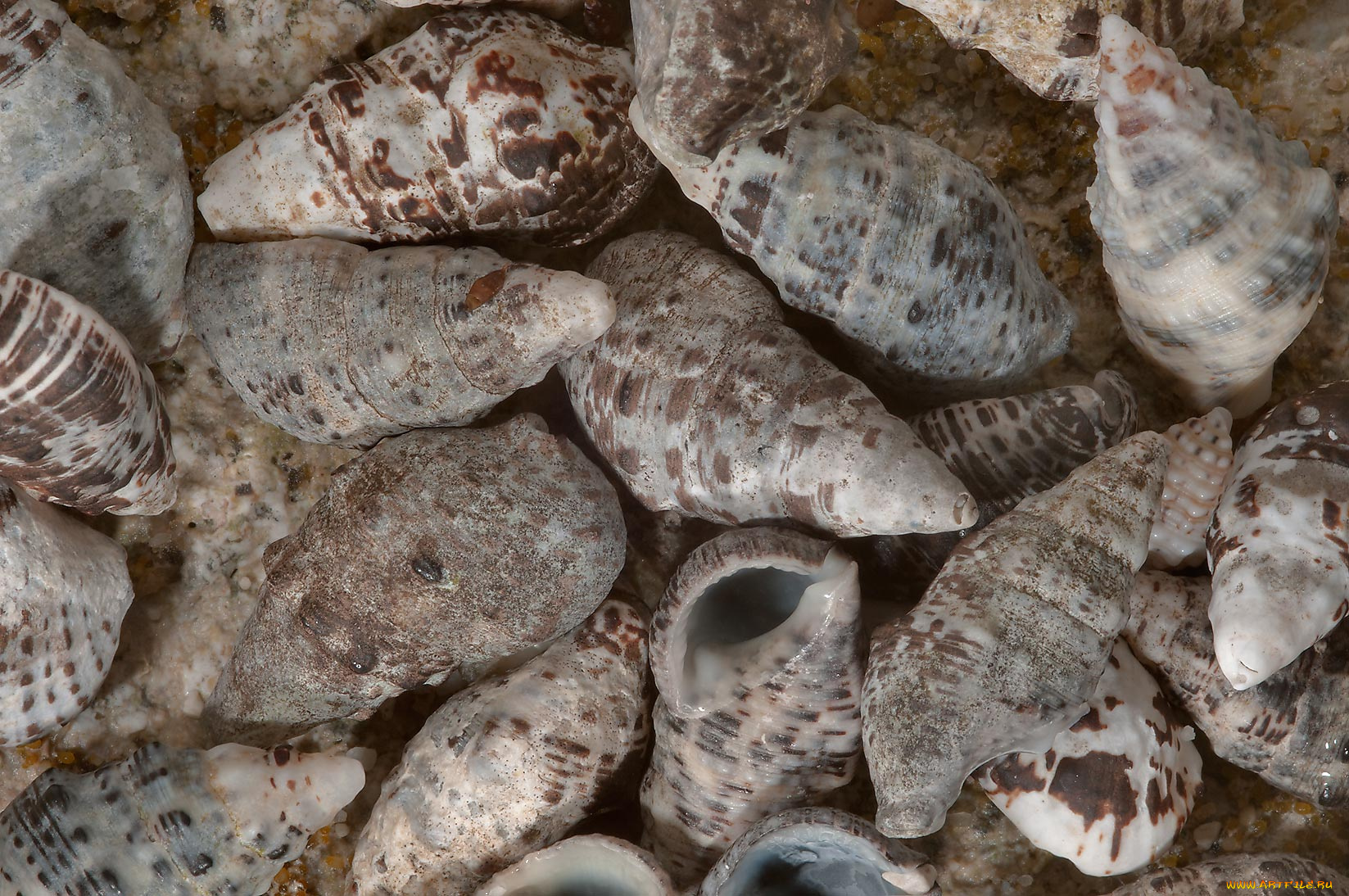 разное, ракушки, кораллы, декоративные, spa, камни