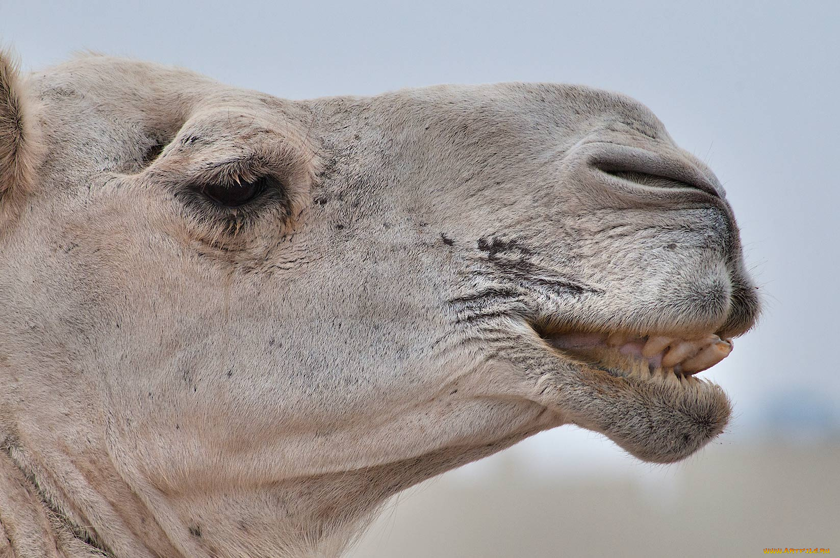 животные, верблюды, верблюд