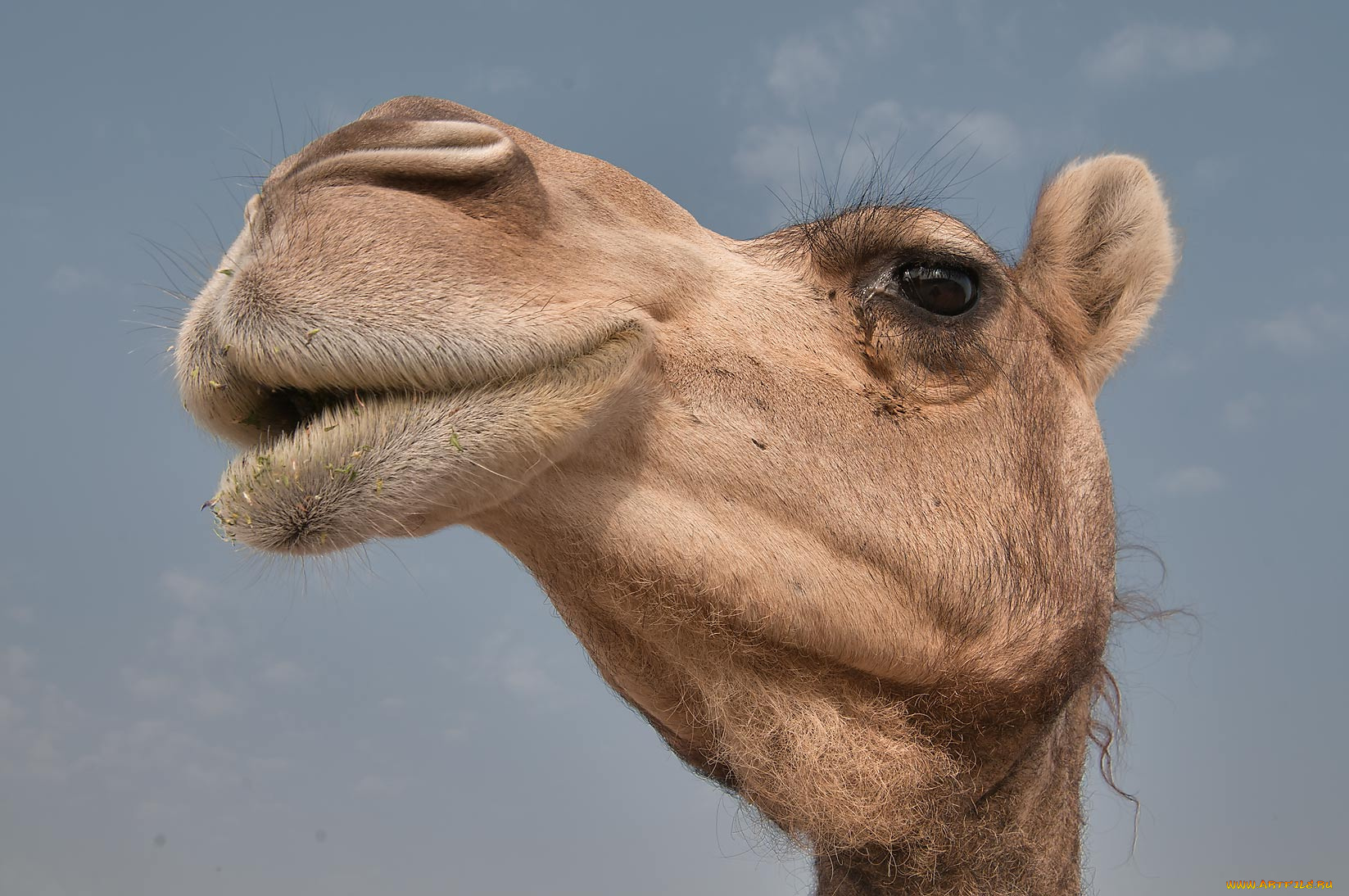 животные, верблюды, верблюд