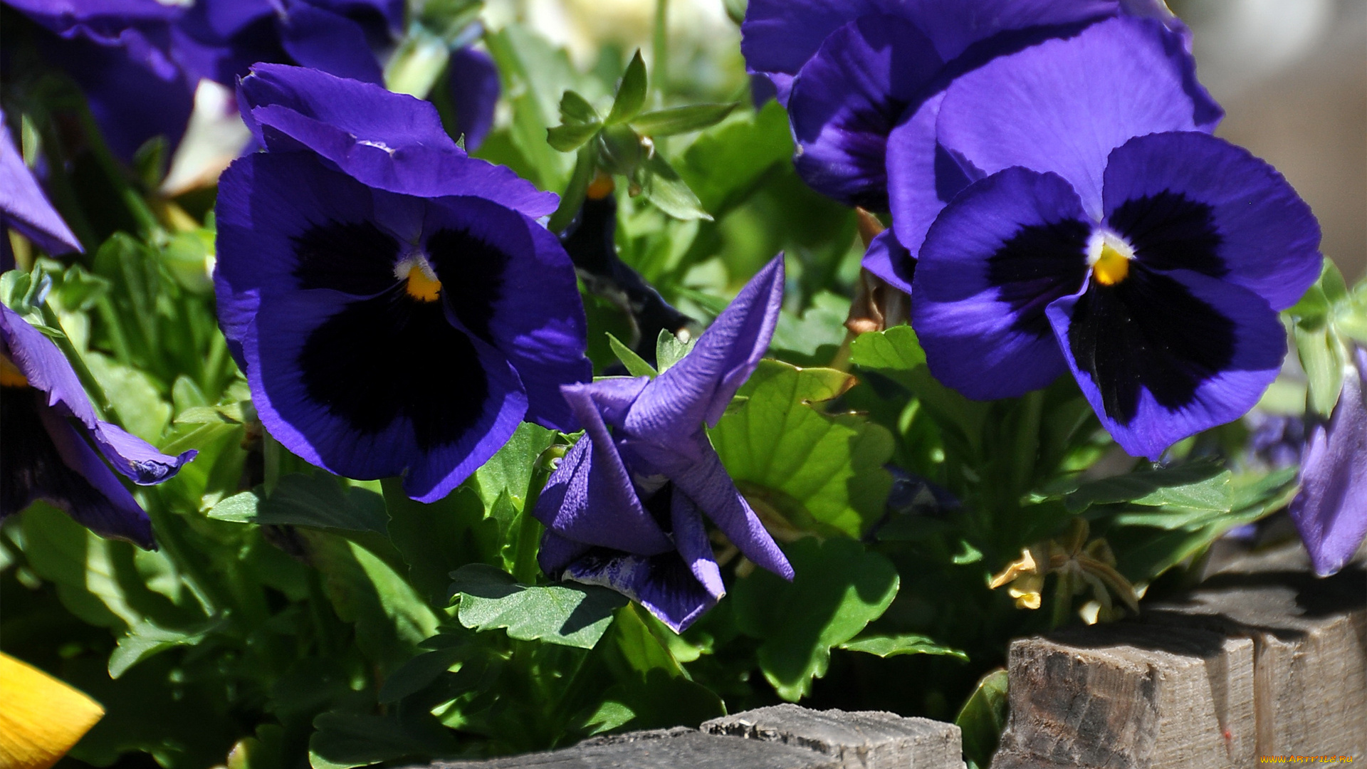 цветы, анютины, глазки, садовые, фиалки, ограда