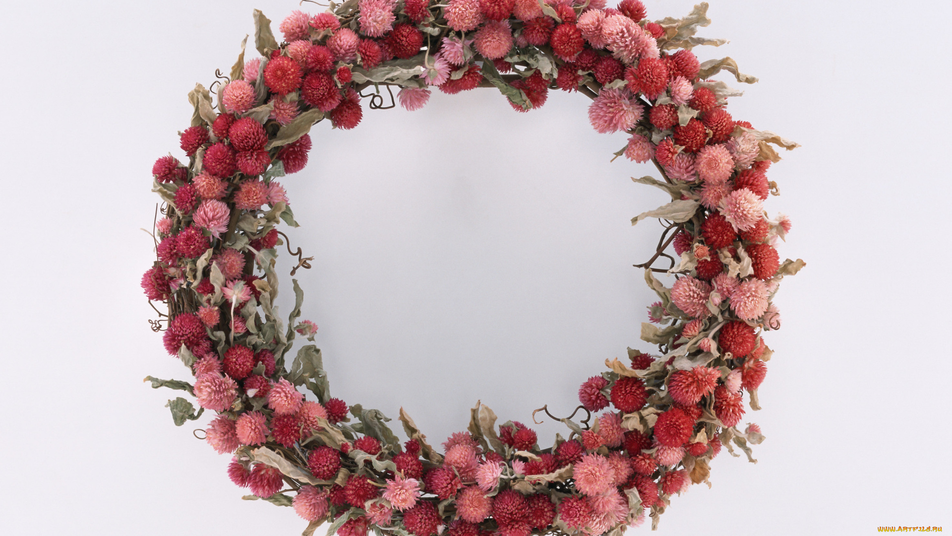 цветы, бессмертник, венок, бутоны, лепестки