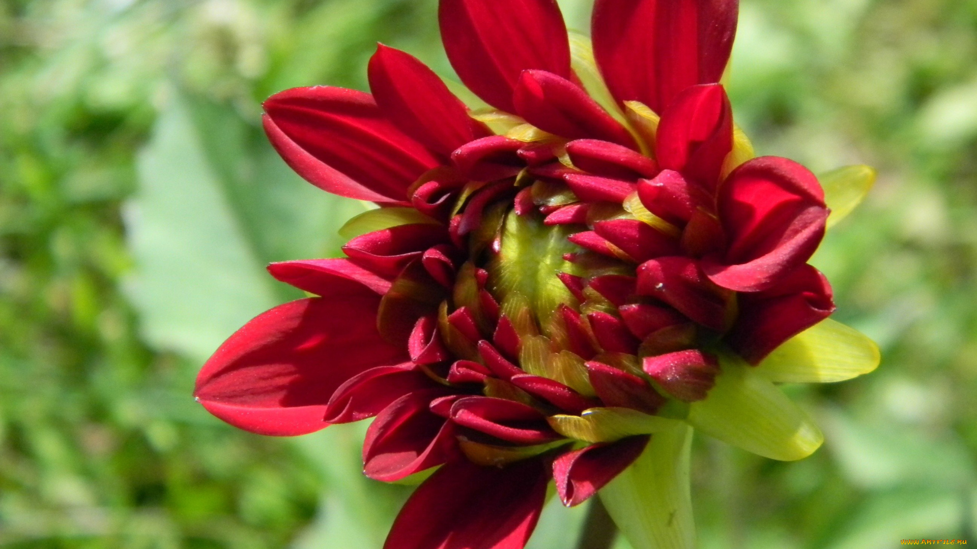 цветы, георгины, красный