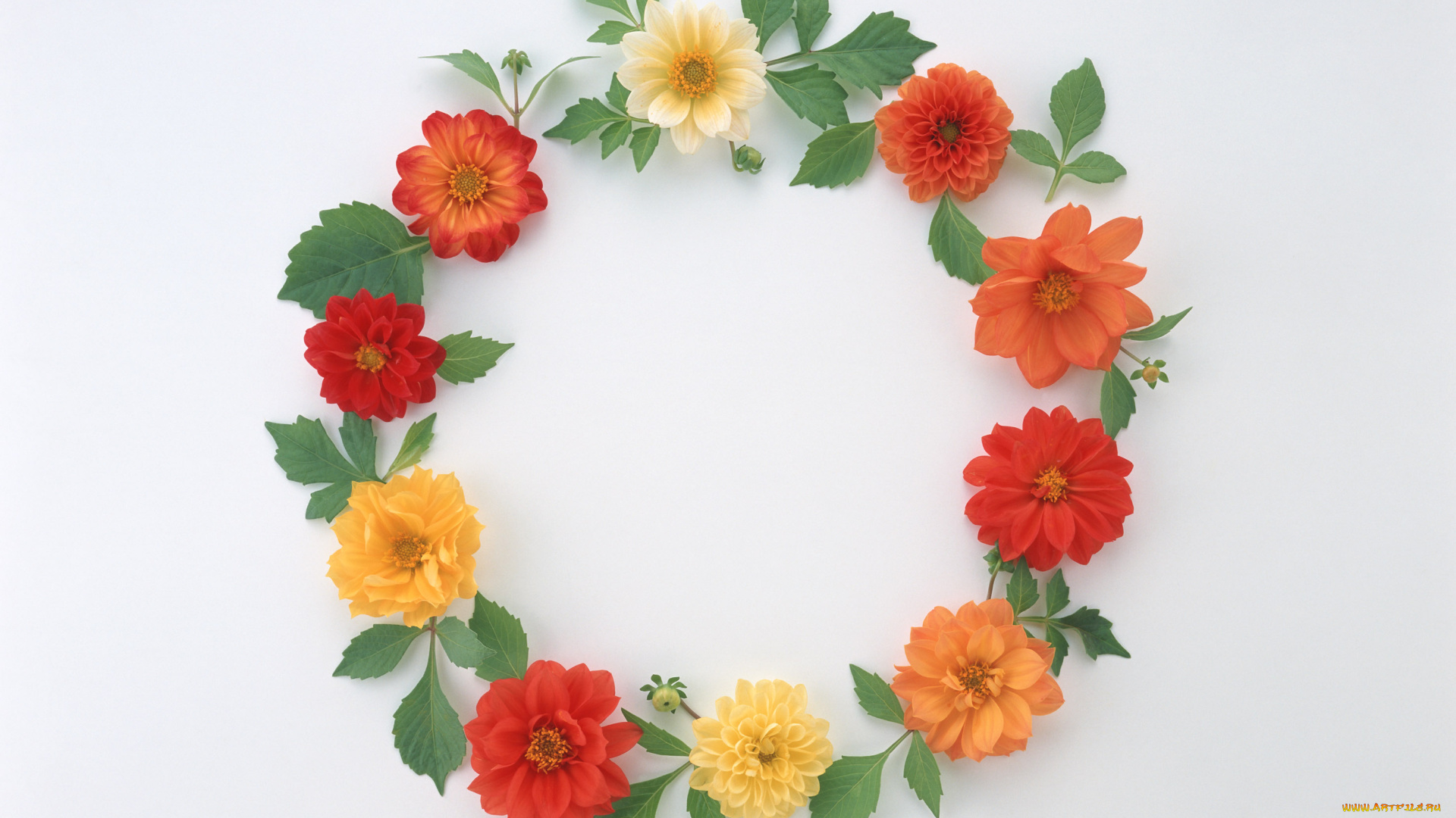 цветы, георгины, венок, лепестки, бутоны