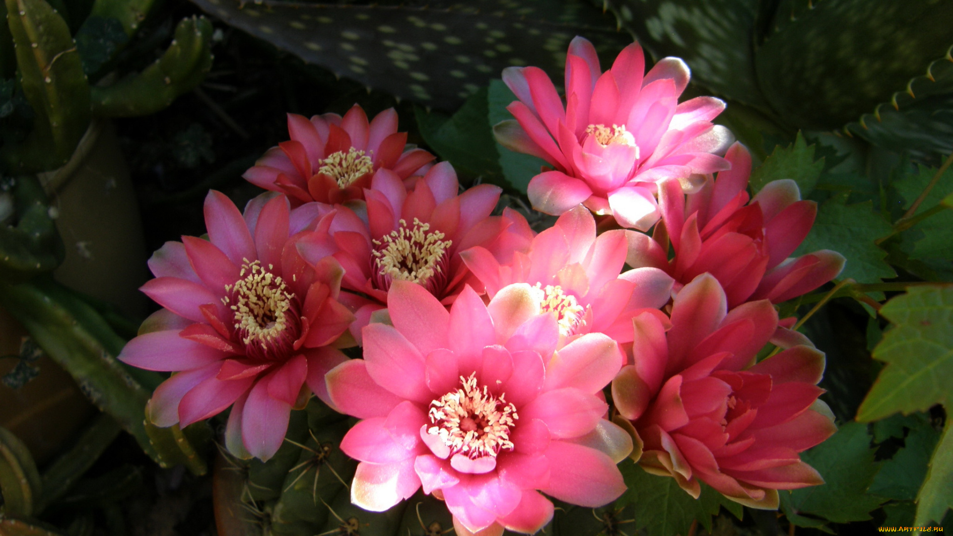 цветы, кактусы, кактус