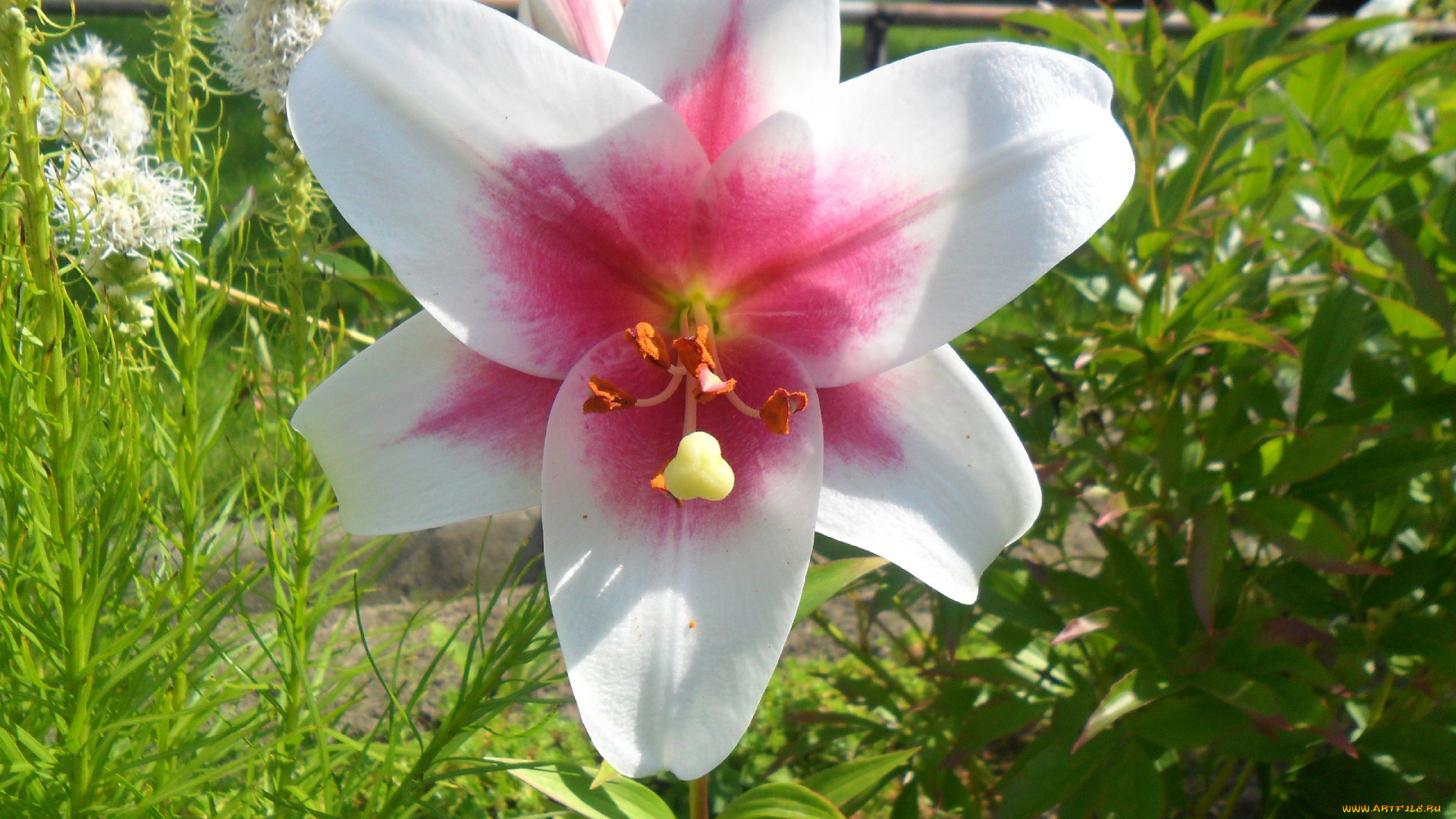 цветы, лилии, лилейники, двухцветный