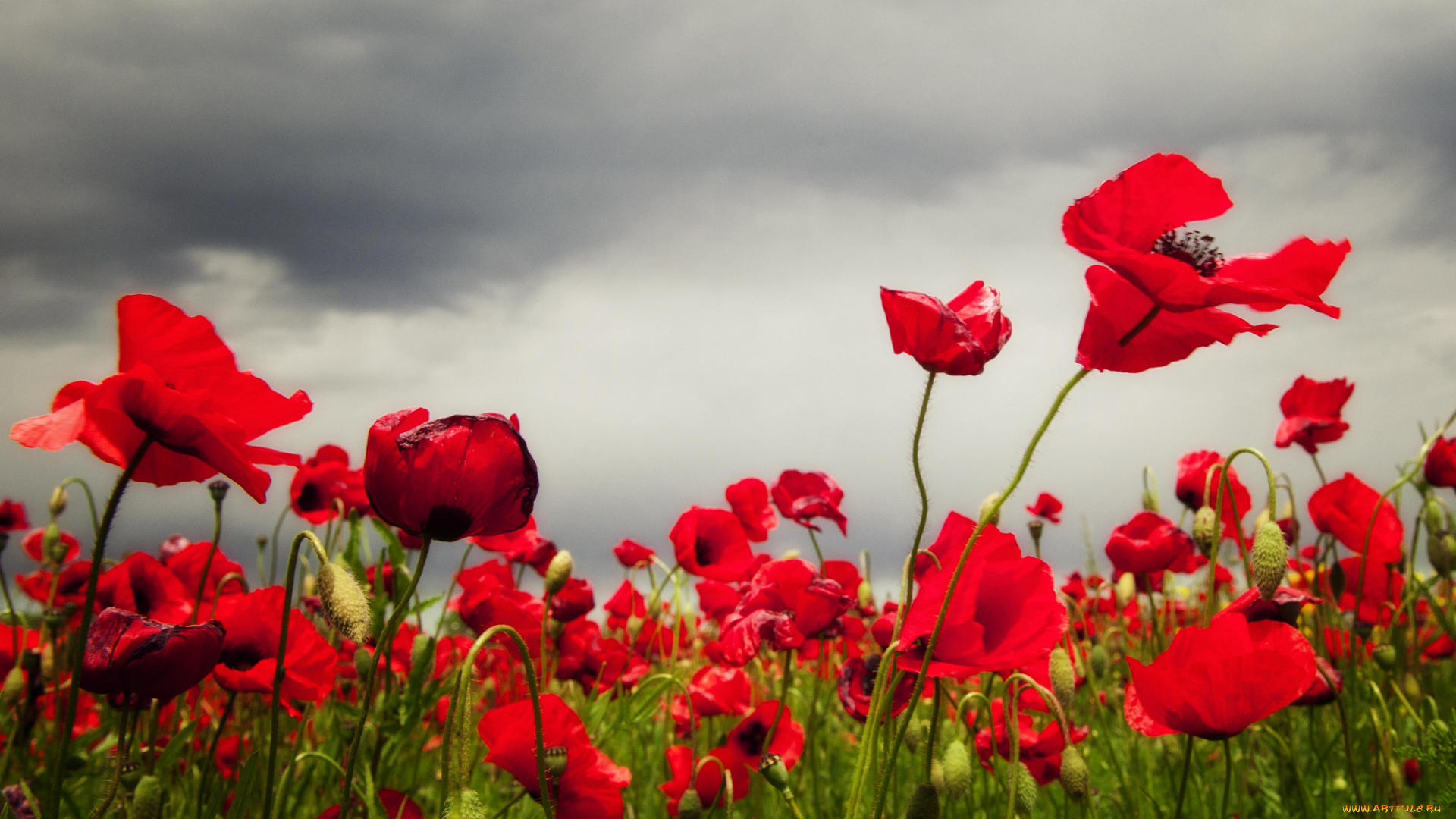 цветы, маки, поле