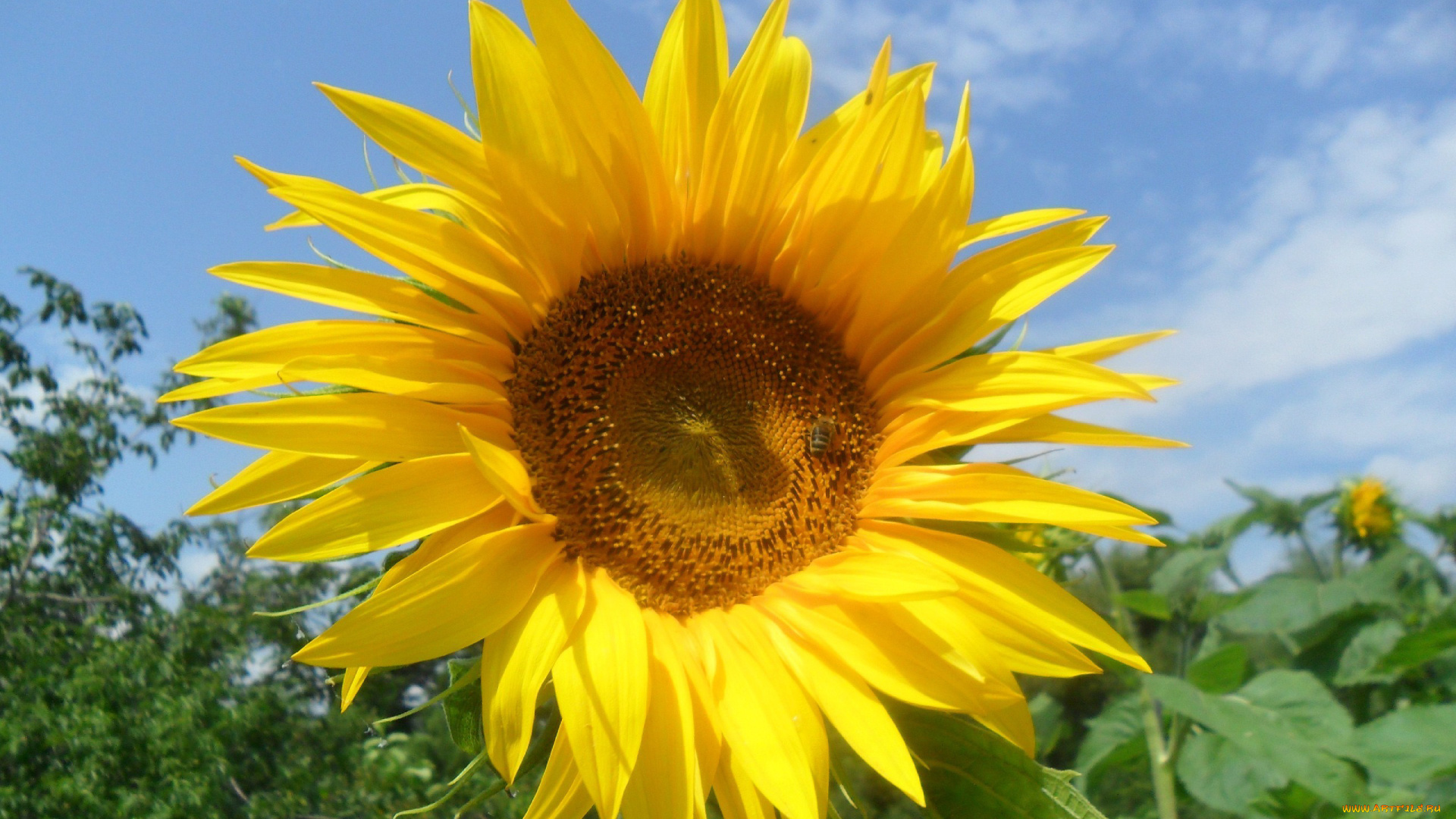 цветы, подсолнухи, желтый