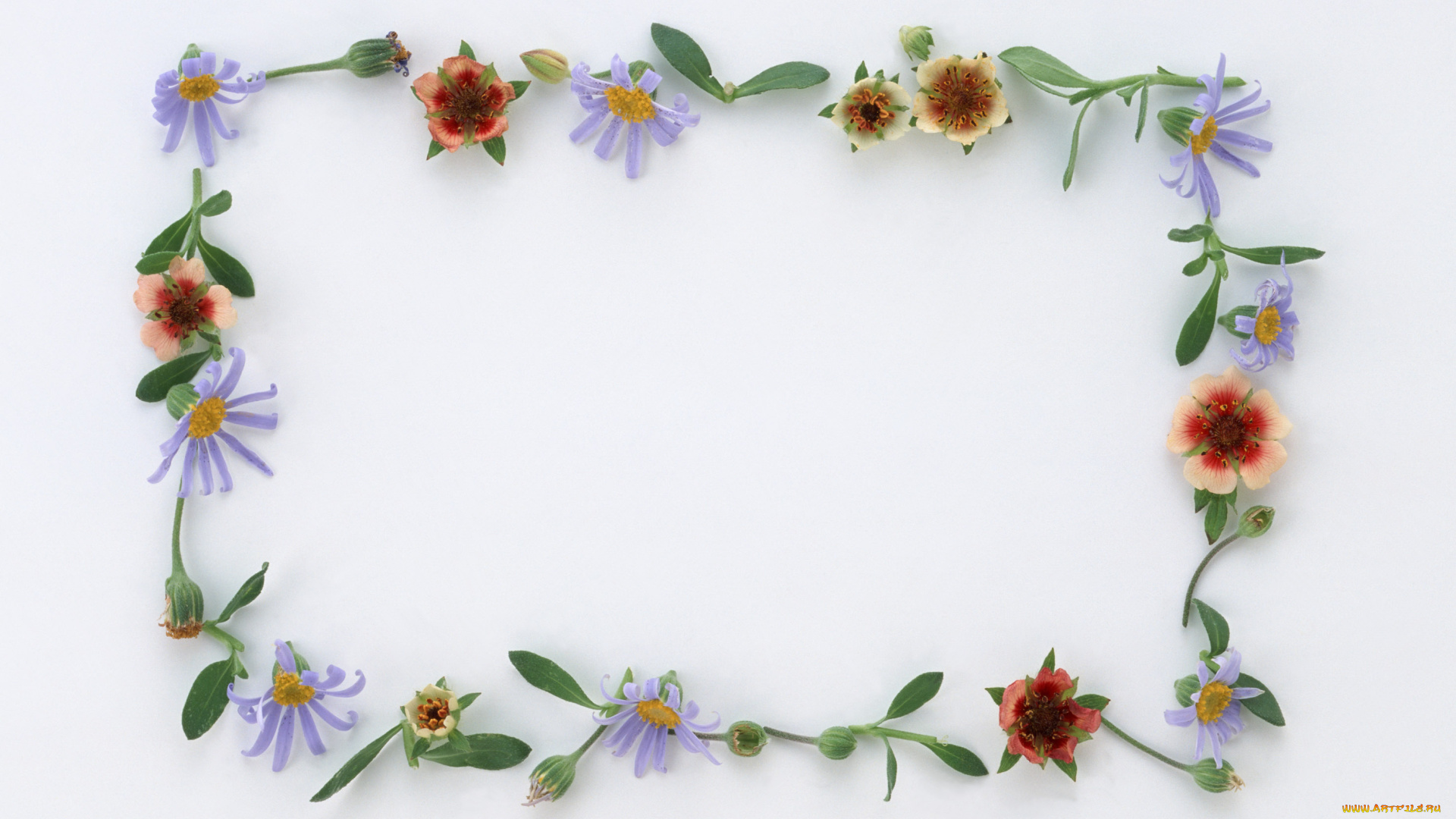 цветы, разные, вместе, цветки, узор, лепестки