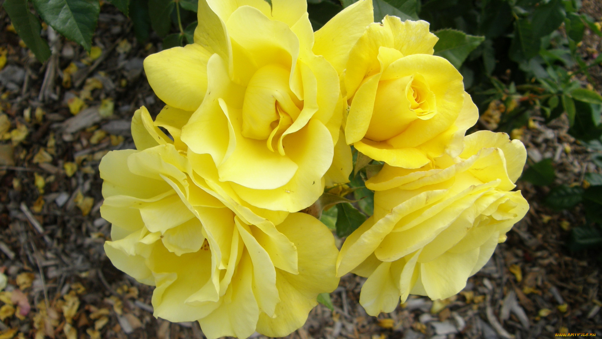 цветы, розы