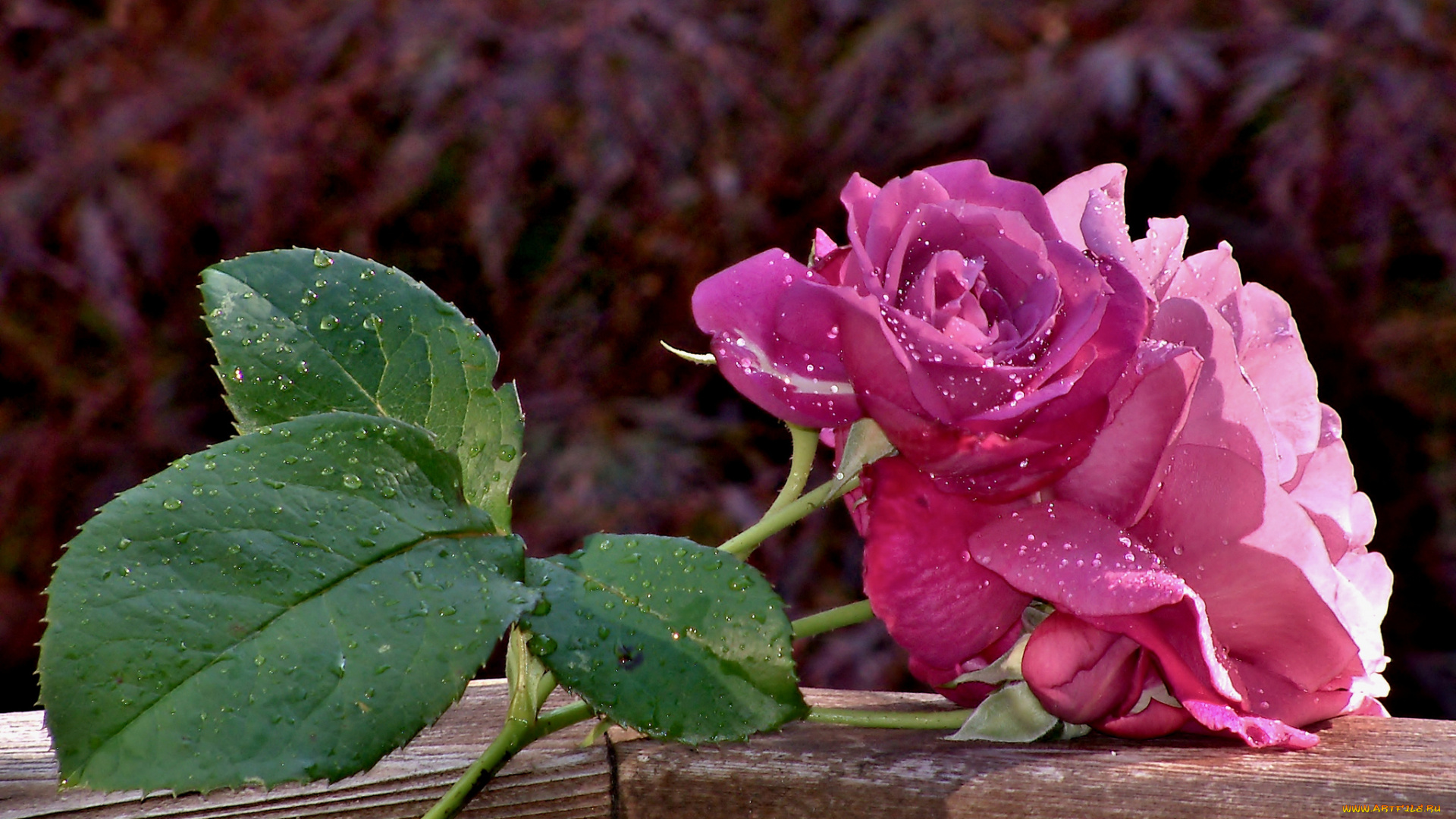 цветы, розы, ветка, листья, капли