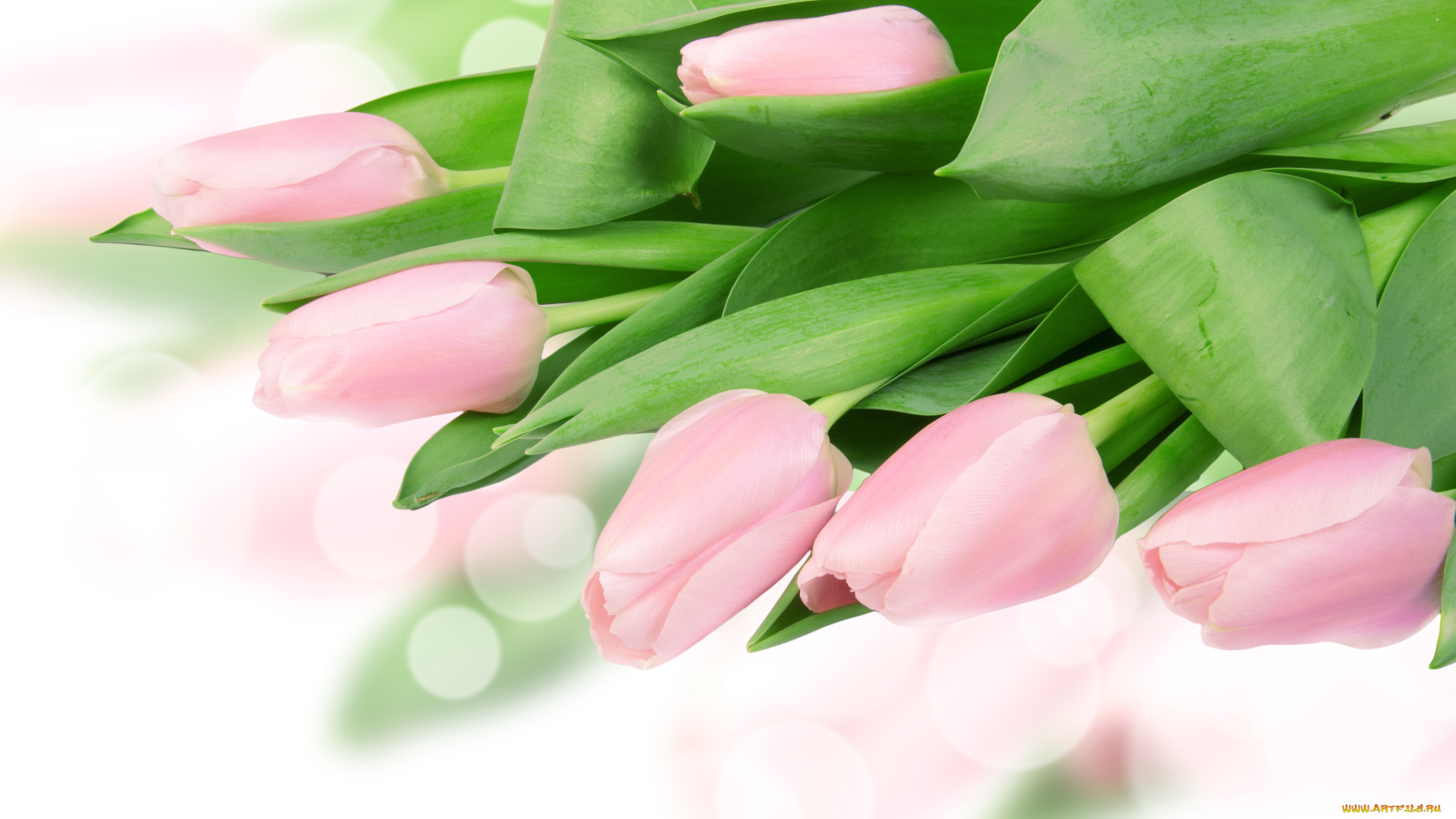 цветы, тюльпаны, бутоны