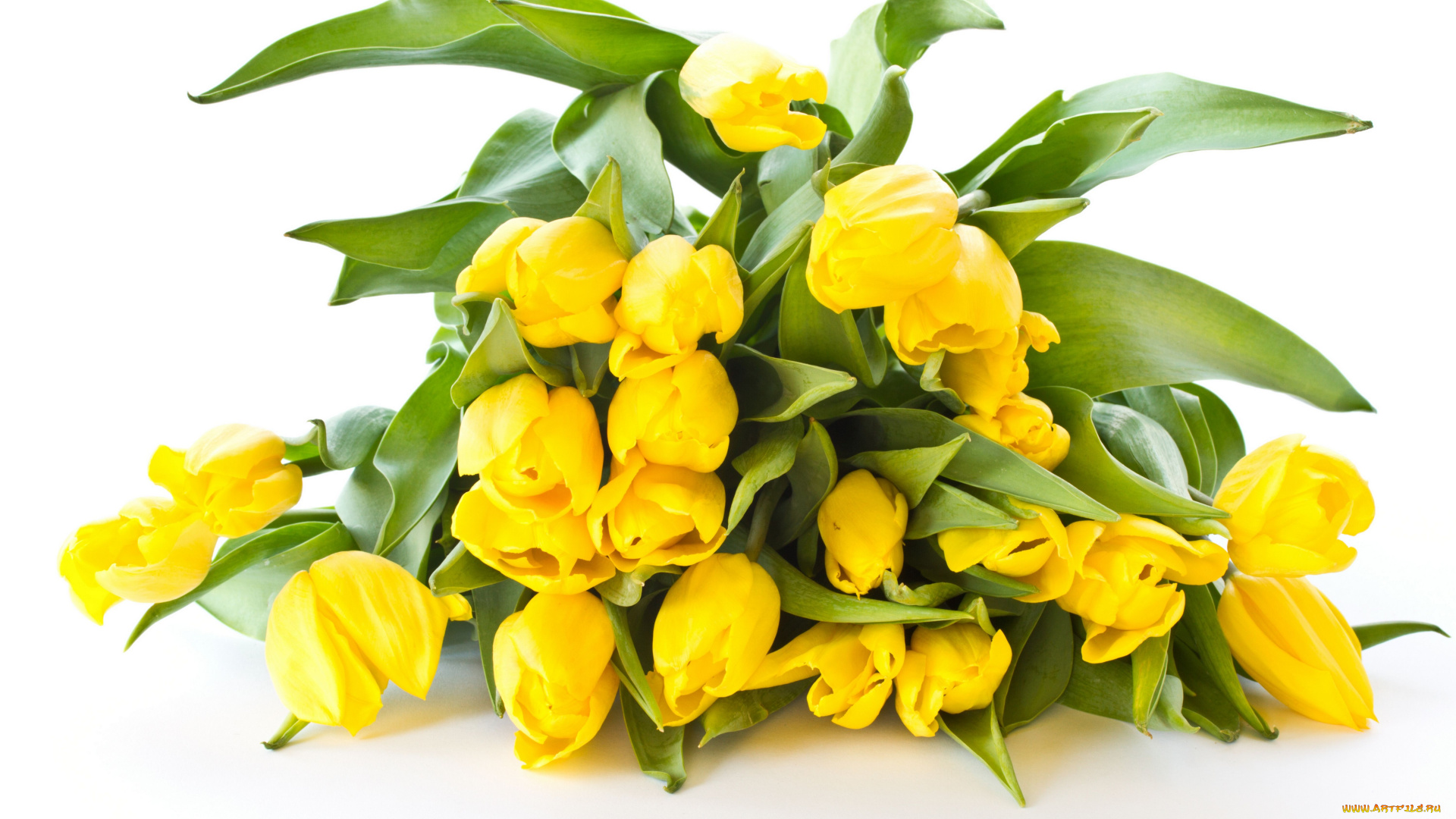 цветы, тюльпаны, бутоны, жёлтые