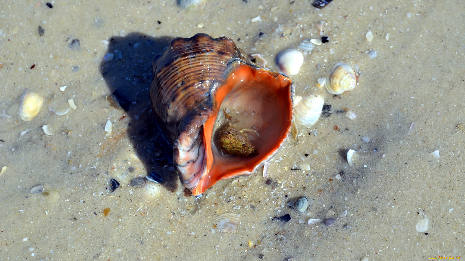 разное, ракушки, кораллы, декоративные, spa, камни, песок, пляж